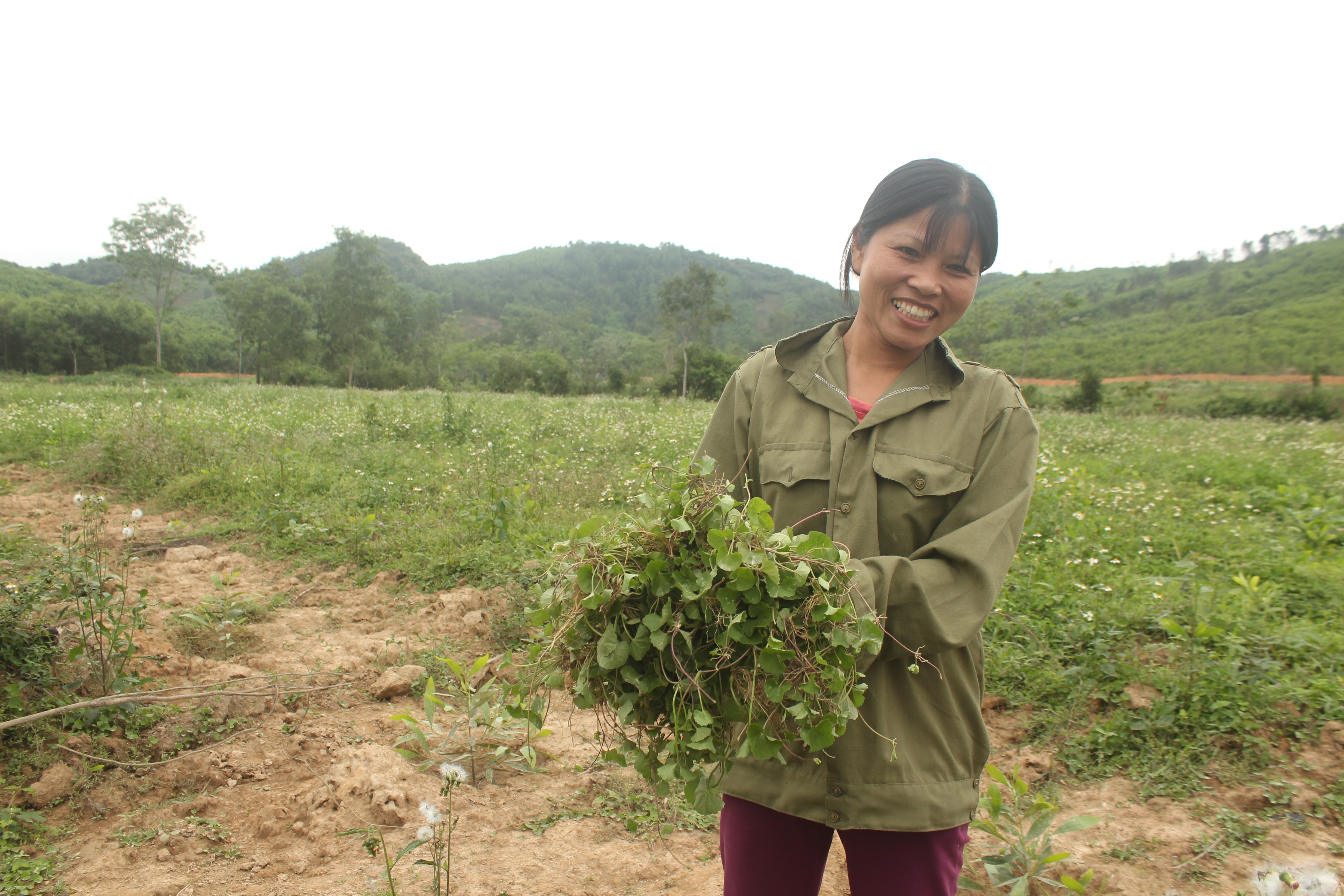 Hiện rau má có giá từ 30.000 - 40.000 đồng/kg, mỗi ngày chị Hiền thu về 300.000 - 400.000 đồng. Ảnh: Lê Thủy