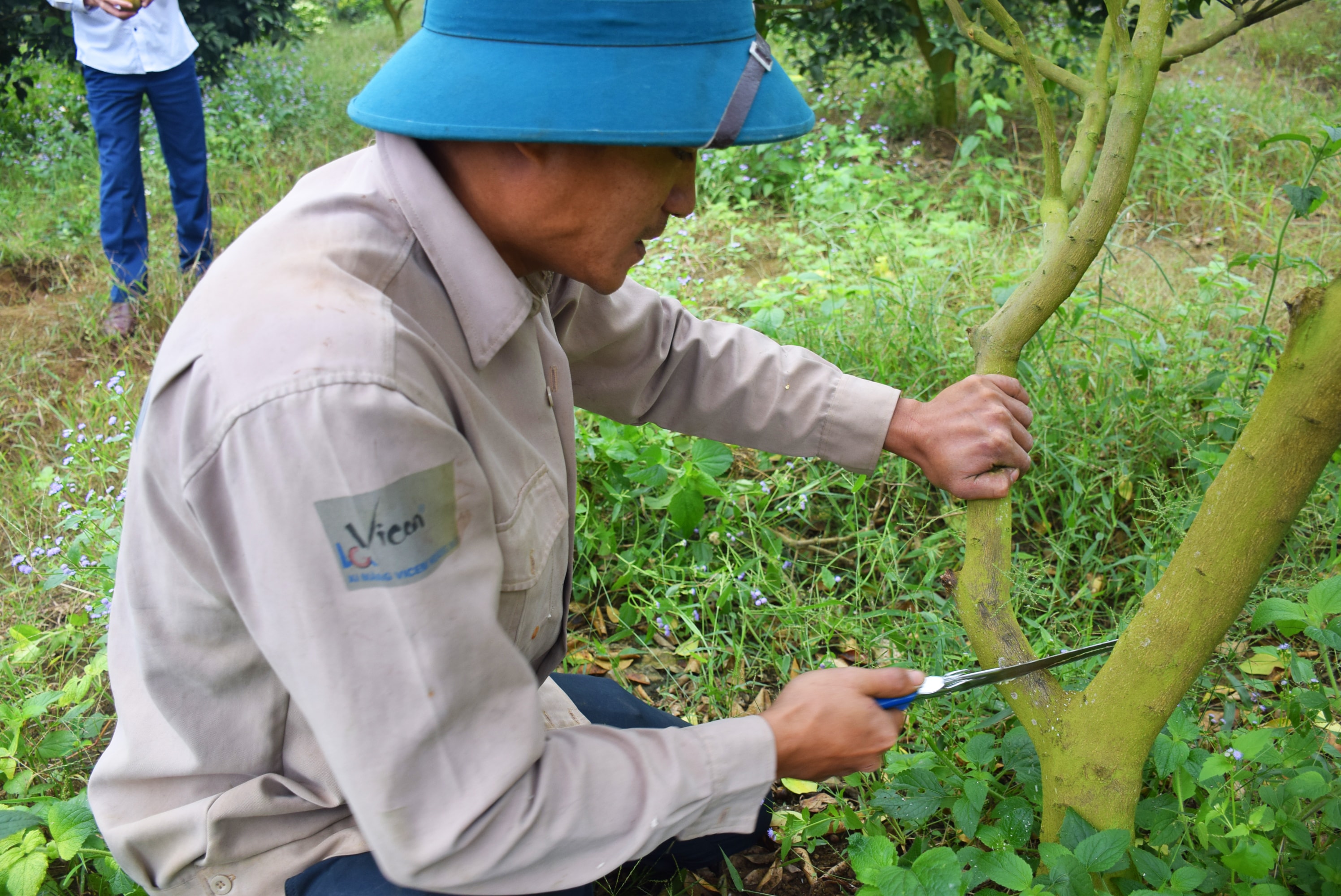 Anh Lê Quang Hòa ở xóm Minh Đình, xã Minh Hợp (Quỳ Hợp) chặt những cành cam bị nhiễm bệnh. Ảnh: X.H