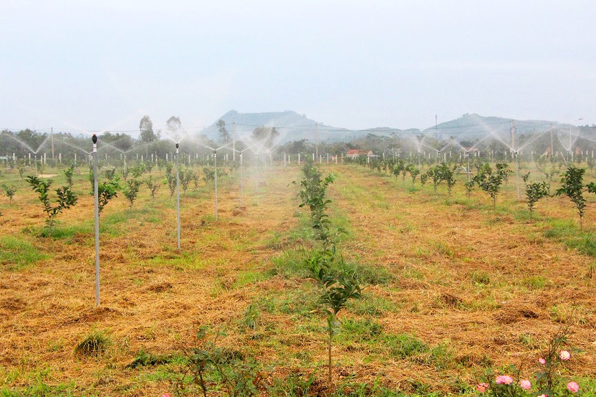 Trồng cam công nghệ cao ở huyện Nghĩa Đàn. Ảnh: P.V