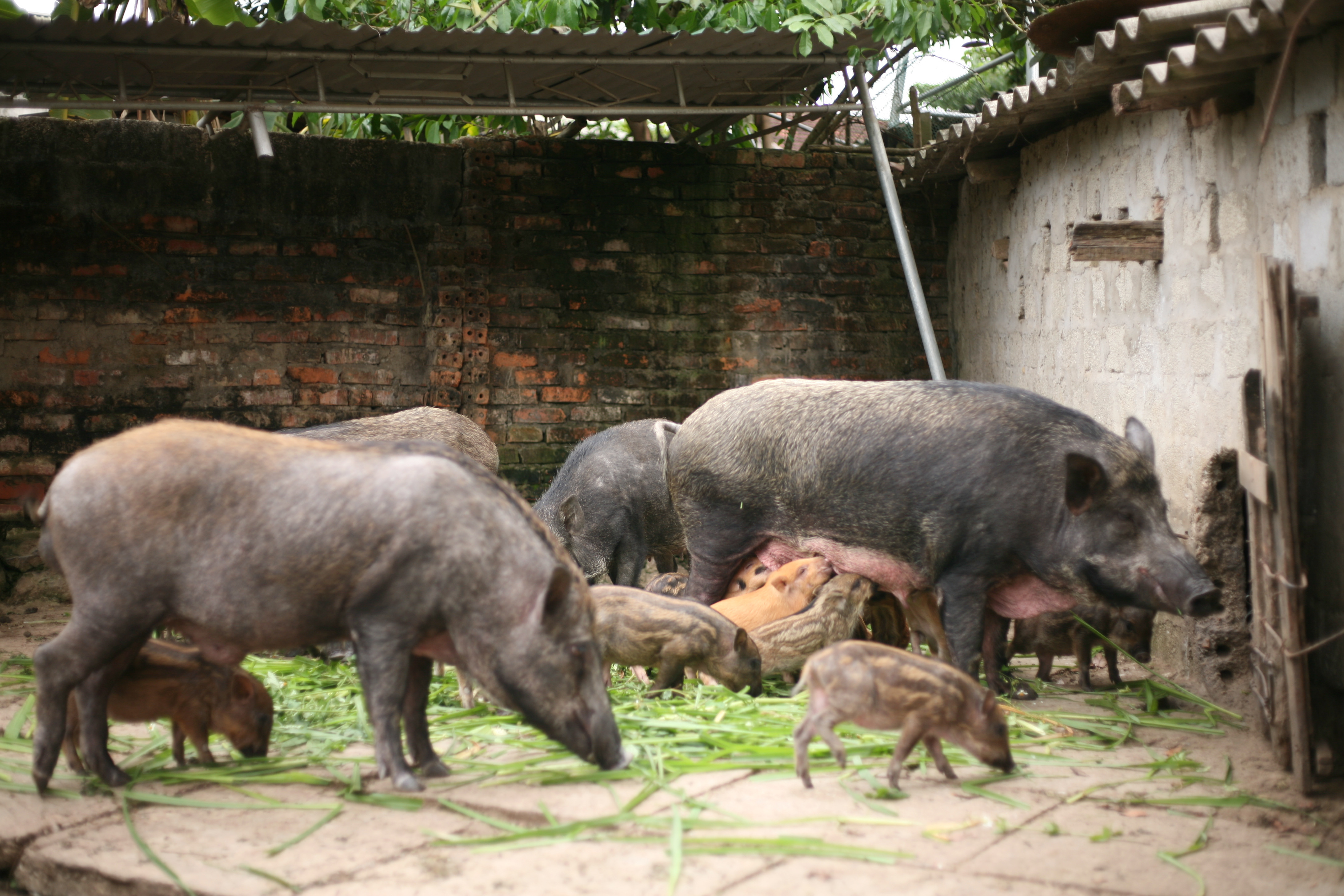 Mô hình chăn nuôi lợn rừng giống Thái Lan của bà Phan Thị Tú ở bản Quang Yên, xã Tam Đình (Tương Dương).