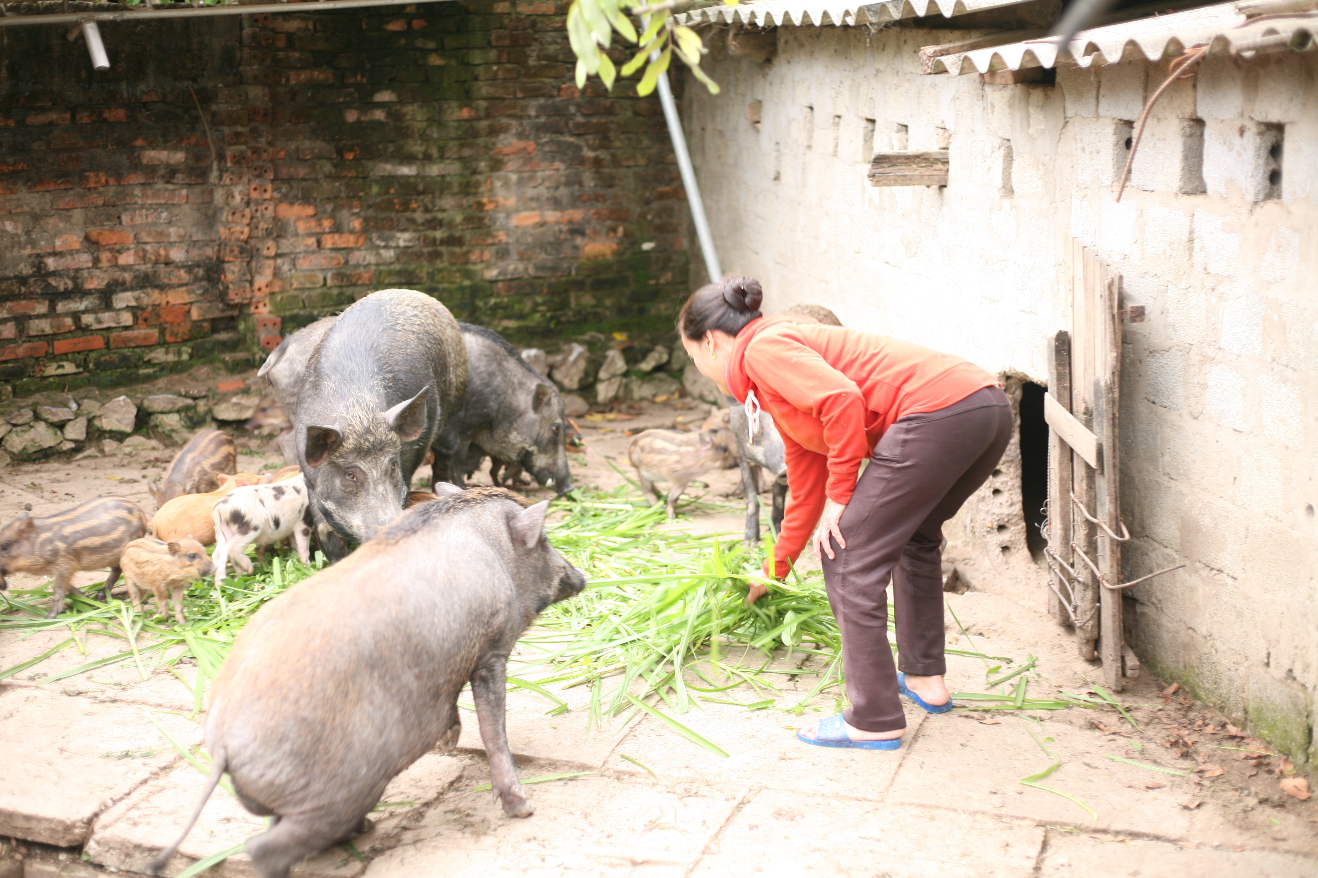 Theo bà Phan Thị Tú, lợn rừng Thái Lan con to thường nặng từ 90 - 93kg, mỗi năm xuất bán 8 - 9 tạ lợn thịt, cho thu nhập khoảng 60 -70 triệu đồng/năm. Ảnh: Nguyễn Hạnh