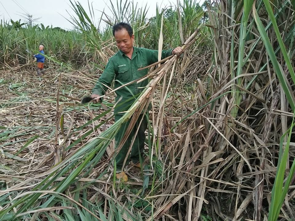  Anh Nguyễn Tiến Long ở thôn Trung, xãThanh Lĩnh (Thanh Chương) thu hoạch mía ở đồng Trại Hồ. Ảnh: Đình Hà