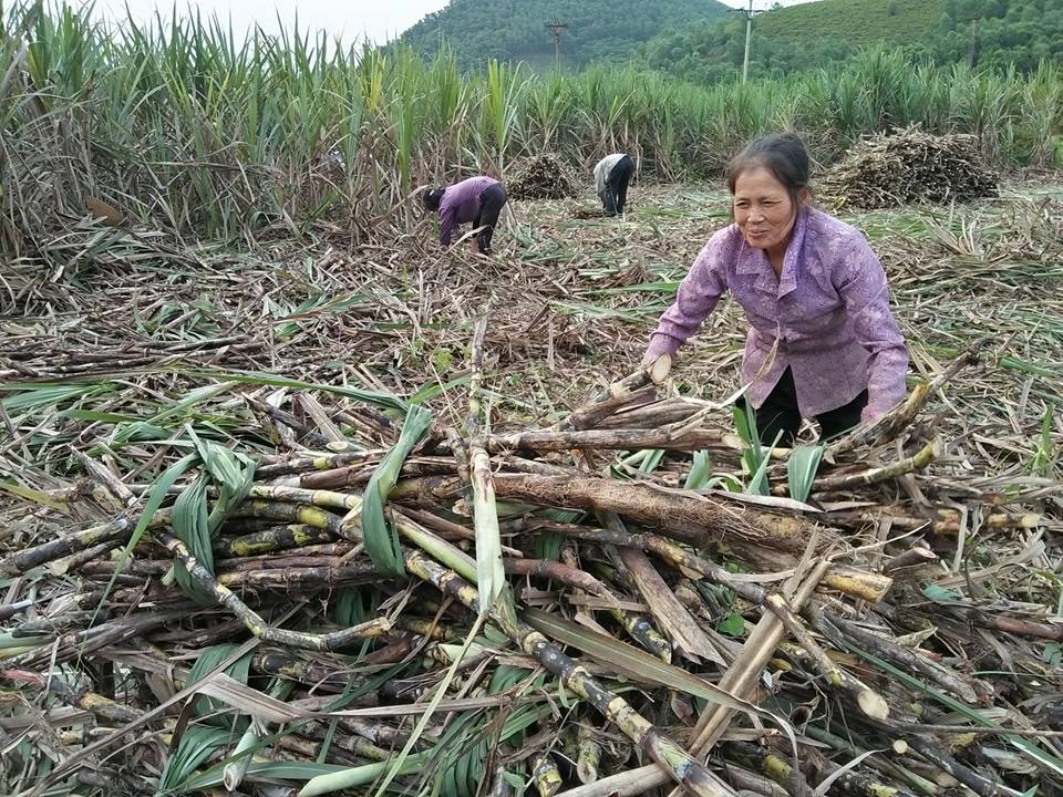 Theo người dân xã Thanh Xuân (Thanh Chương) cho biết, năm nay giá thu mua mía 900 đồng/kg là hợp lý. Ảnh: Đình Hà