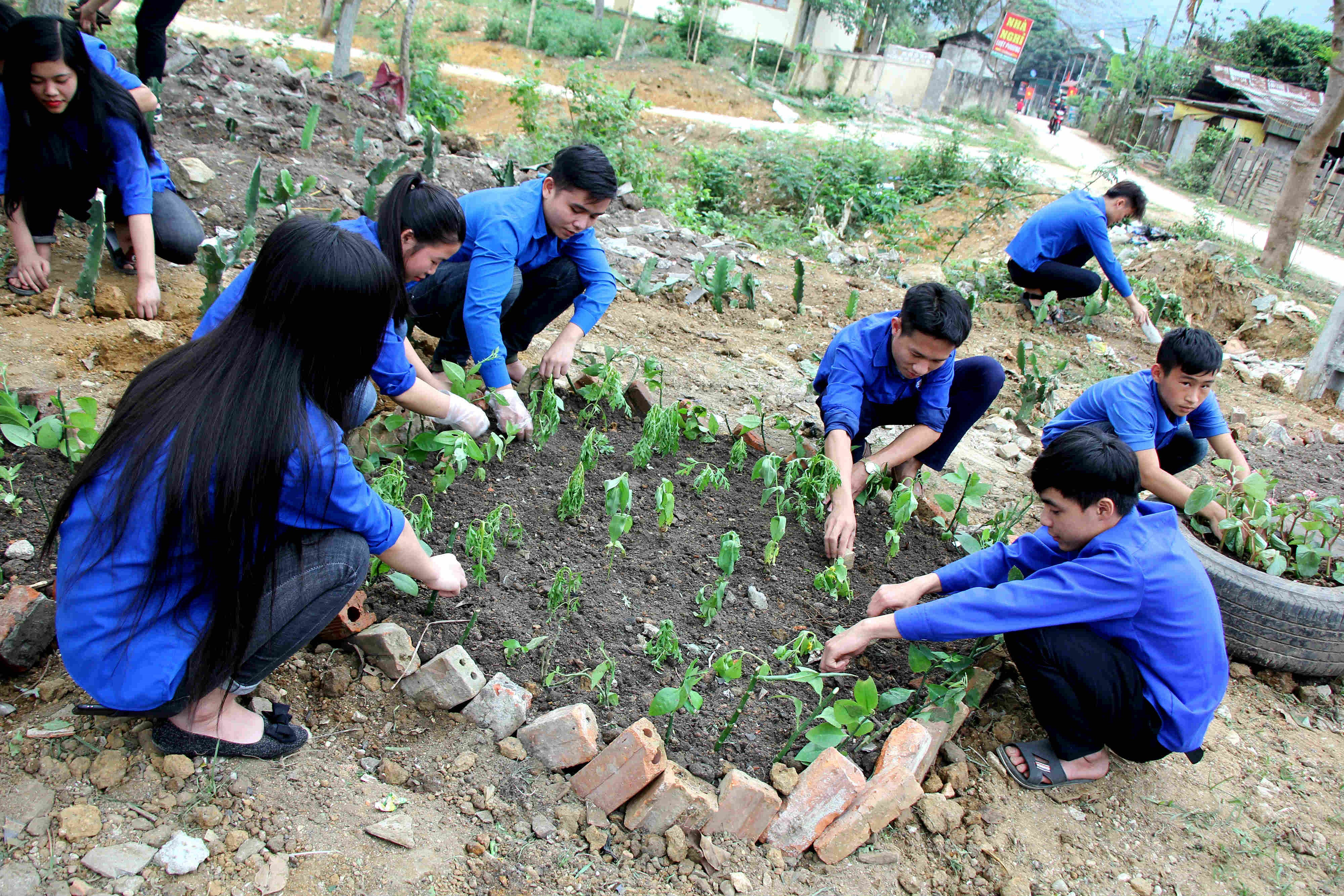 Các bạn trẻ trồng hoa trong 