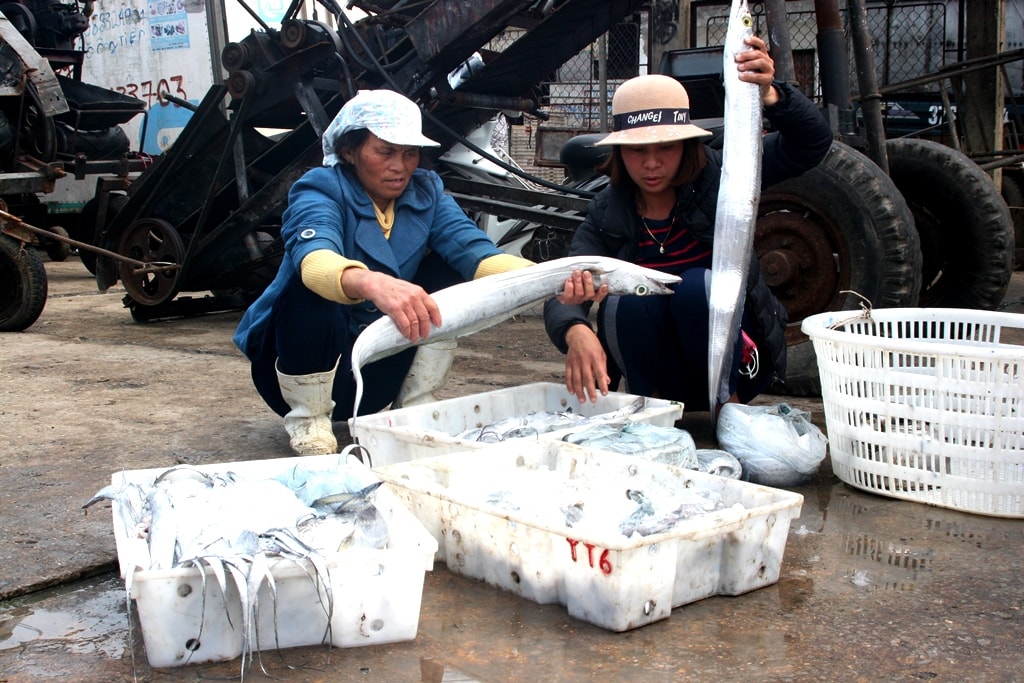 Cá hố là loại cá chủ yếu đánh bắt bằng lưới hoặc câu vào ban đêm, cách bờ từ 40 - 50 hải lý. Mùa cá hố bắt đầu từ tháng 11 đến tháng 3 ÂL năm sau. 