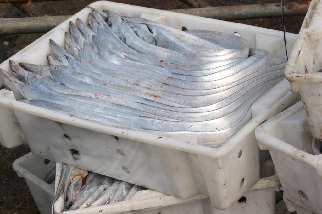 Hiện cá hố nhập cho thương lái với giá 120.000/kg, loại nhỏ hơn có giá 100.000/kg. Ảnh: Lê Gấm