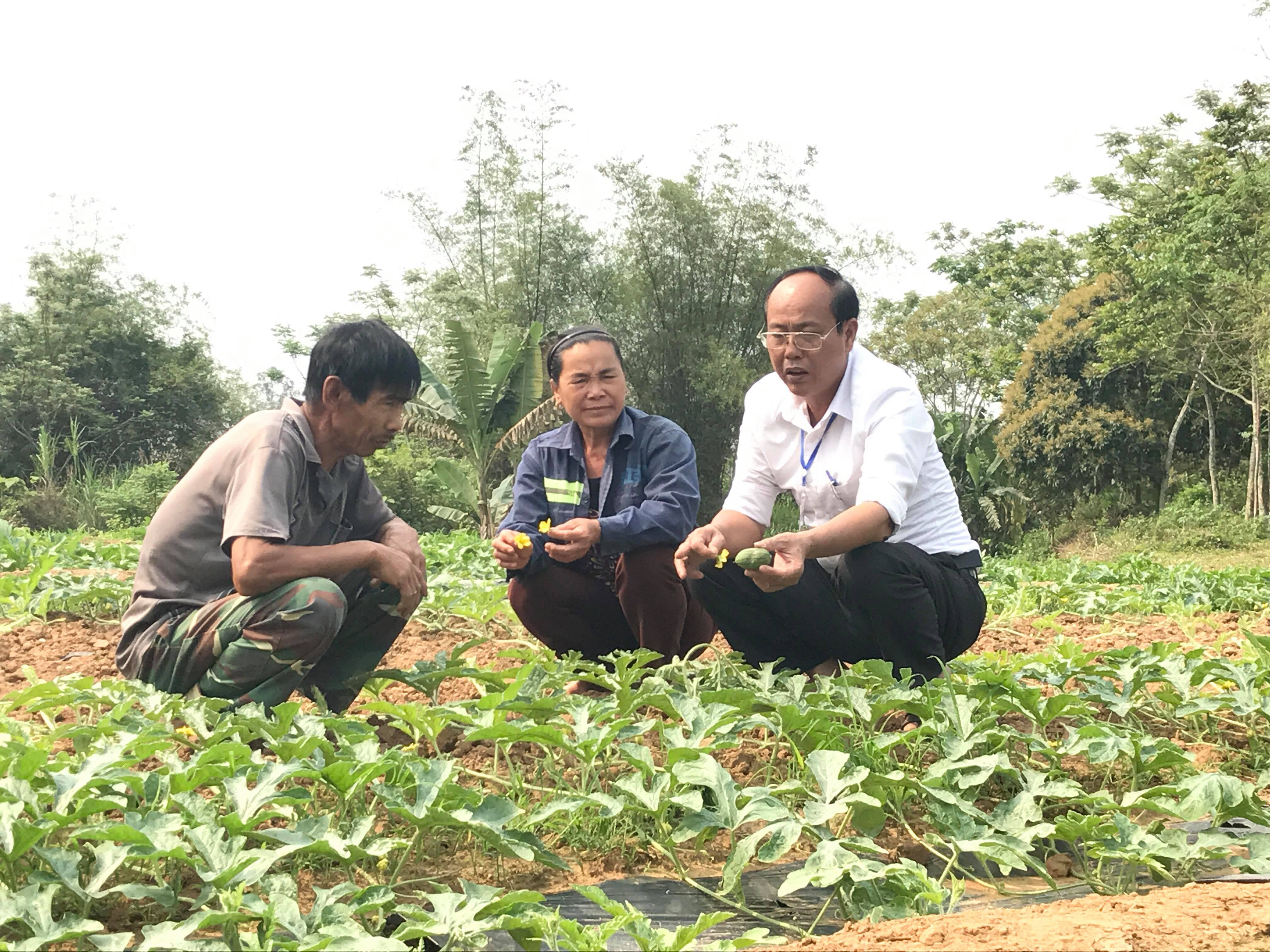 Cán bộ Trạm Khuyến nông và Trạm Trồng trọt và BVTV hướng dẫn cho bà con cách chăm sóc cây dưa. Ảnh: Minh Thái