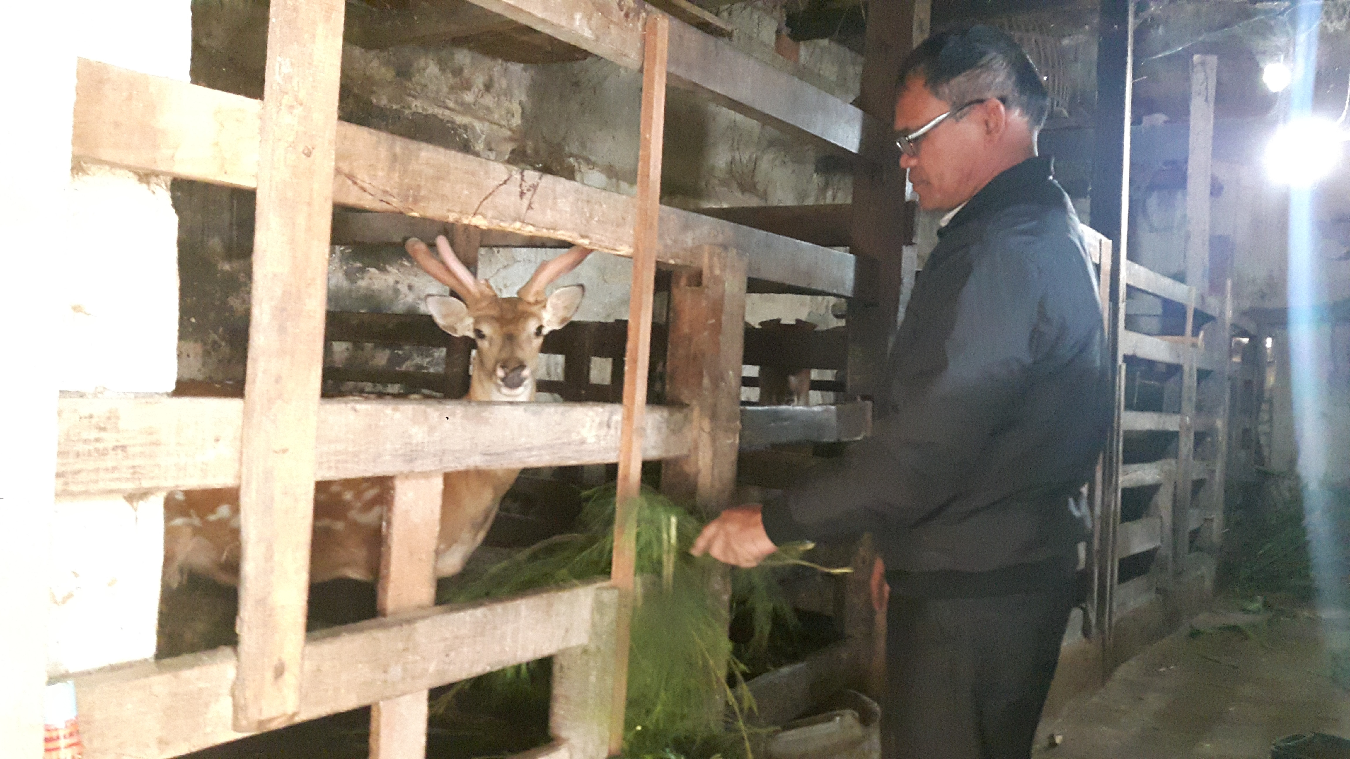 Huyện Quỳnh Lưu hiện có hơn 14 nghìn con hươu, nai, mỗi năm từ bán nhung hươu, lộc nai cho người nuôi thu nhập hàng chục tỷ đồng. Ảnh: Hồng Diện