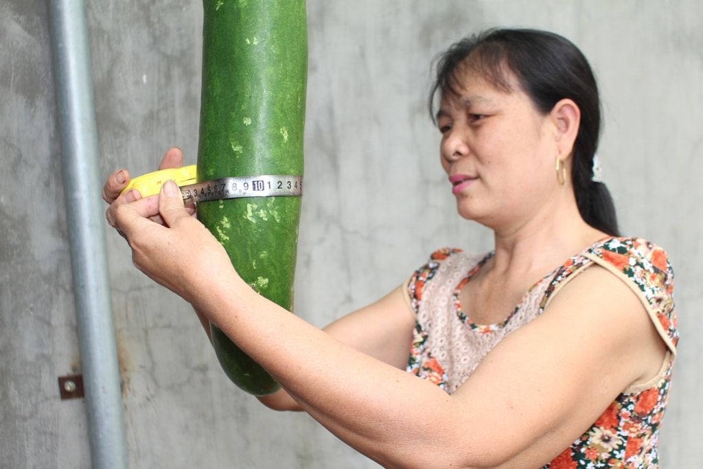 Phần to nhất quả bầu đo được với đường kính 31 cm; khả năng quả này sẽ còn phát triển to và dài hơn nữa. Ảnh Việt Hùng.