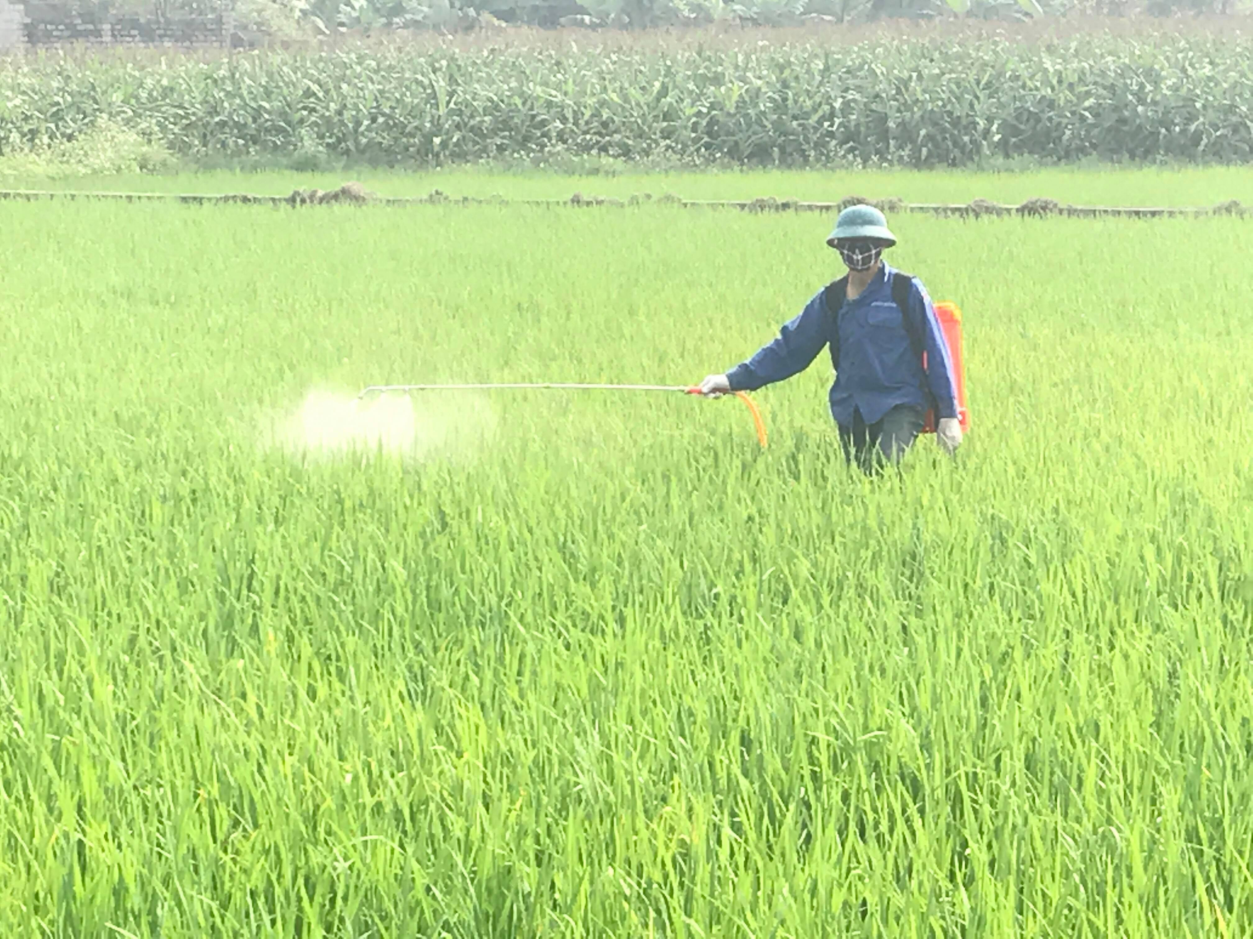Người dân xã Nghĩa Hội phun thuốc trên diện tích lúa  nhiễm bệnh đốm sọc vi khuẩn hại lúa. Ảnh: Minh Thái