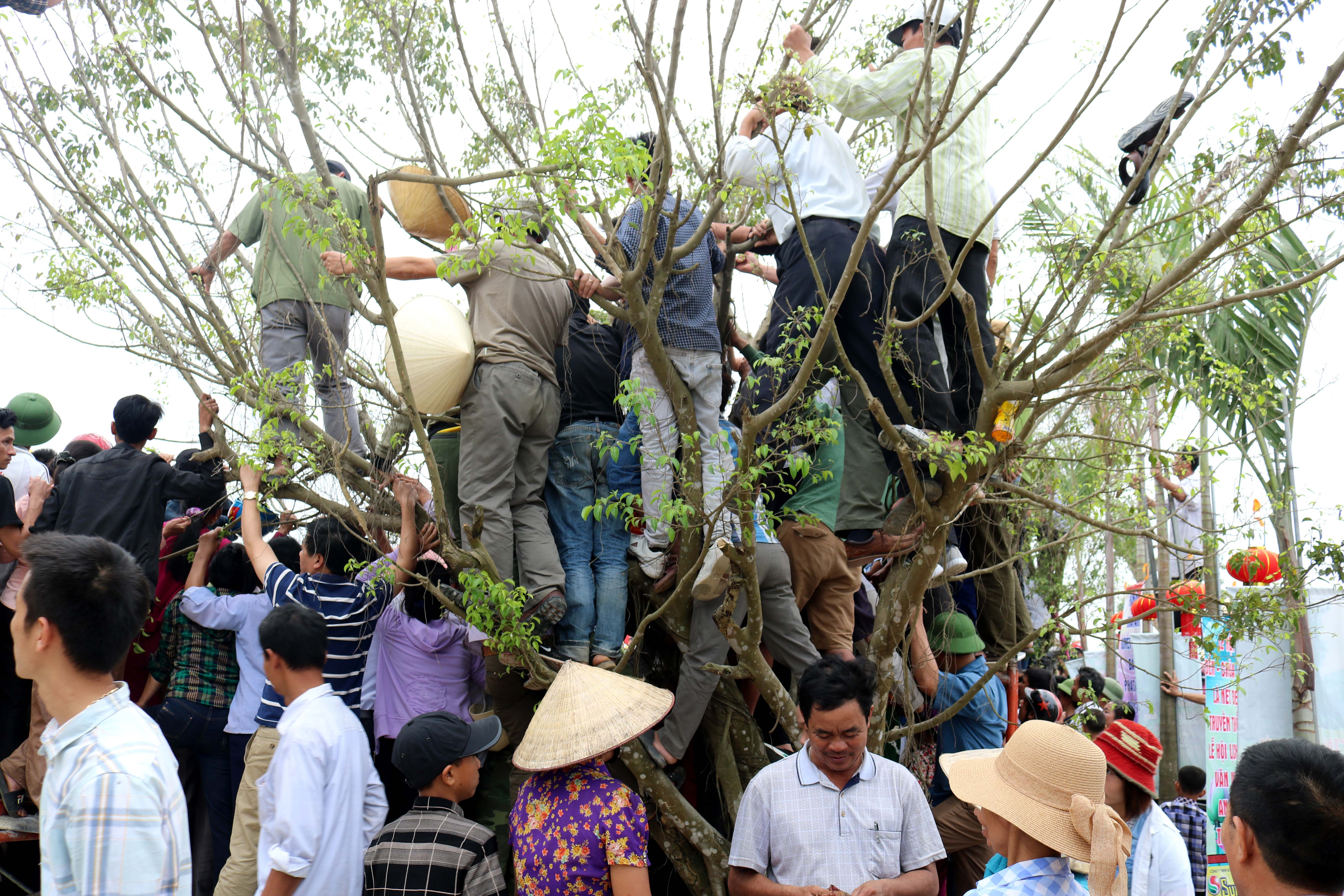 Trên mỗi cây cảnh xung quanh sân có đến hàng chục người chen chúc nhau. Ảnh Huy Thư