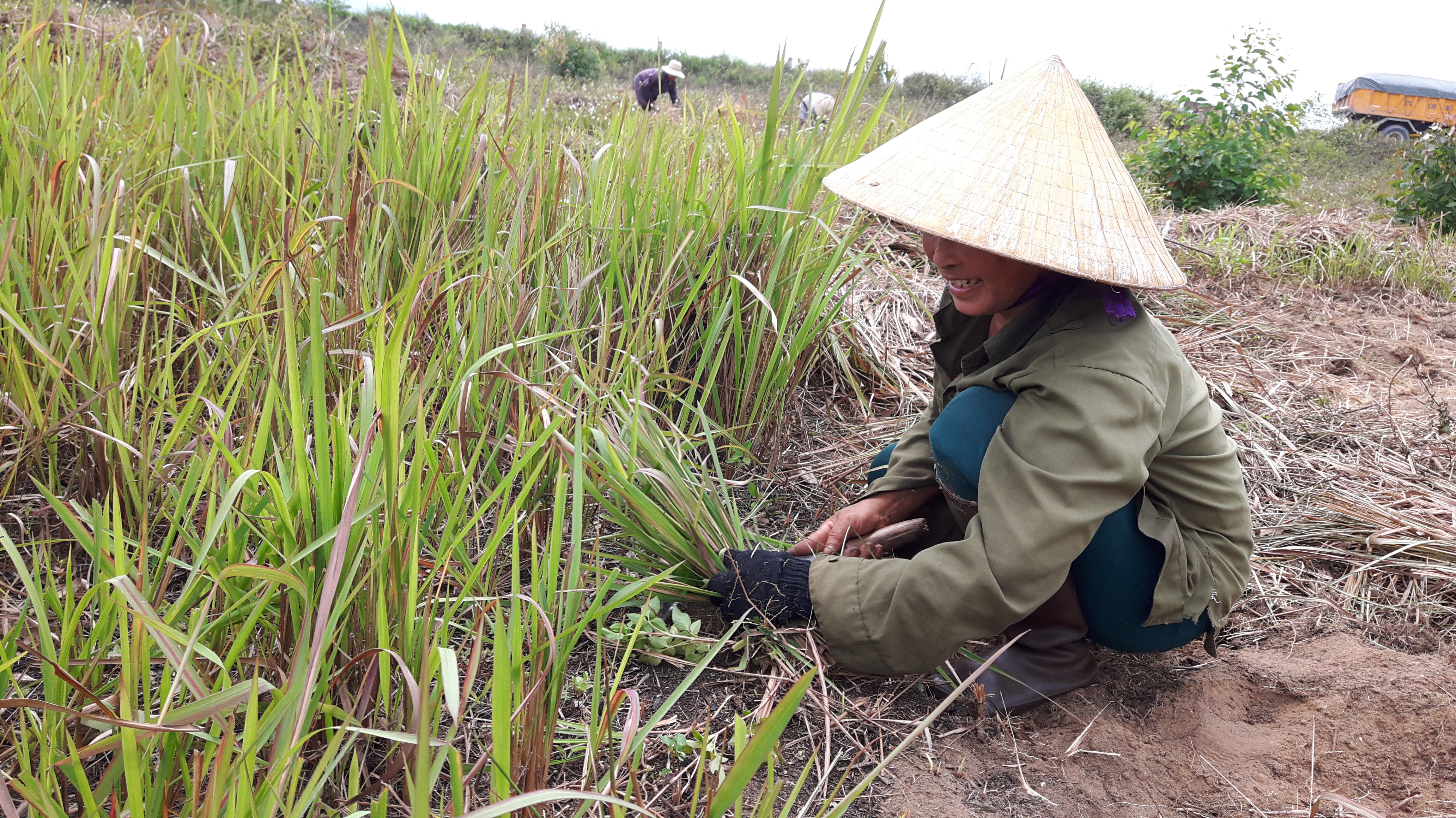 Người dân thường lựa chọn cỏ mọc trên vùng đất cát để dễ đào nhằm đỡ tốn sức lao động. Ảnh: Chu Diện