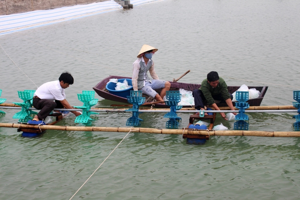 Tính đến ngày 2/4, toàn huyện Quỳnh Lưu có khoảng 250 ha diện tích thả nuôi tôm vụ 1, đạt gần 54% kế hoạch năm. Ảnh: Việt Hùng