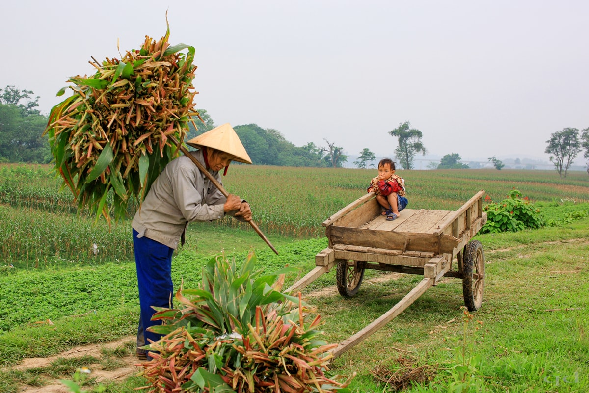 Thu hoạch cây ngô để gieo trồng vụ mới. Ảnh: Quốc Đàn