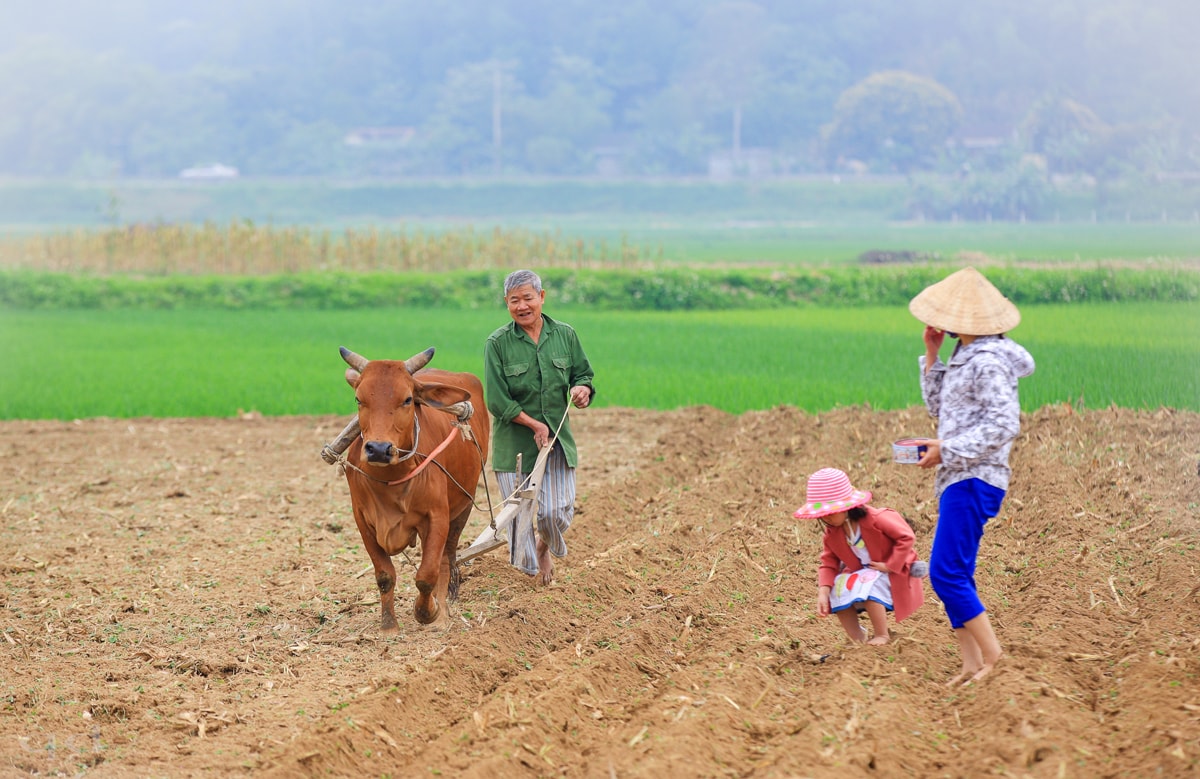 Một ông cụ năm nay đã 84 tuổi nhưng vẫn hăng hái ra đồng cày vỡ đất. Ảnh: Quốc Đàn