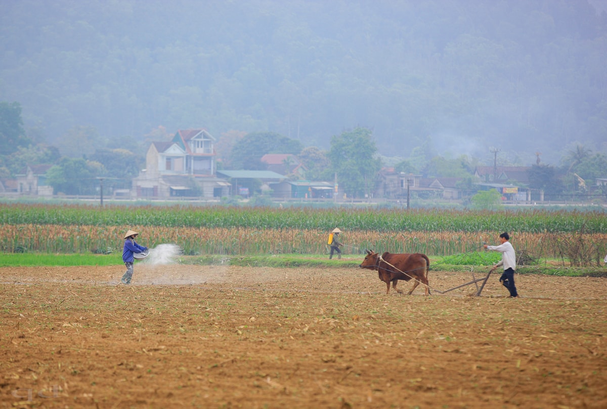 Trên bãi bồi phù sa, cánh đồng ngô qua mùa thu hoạch đang được vỡ đất để gieo trồng vụ mới. Ảnh: Quốc Đàn