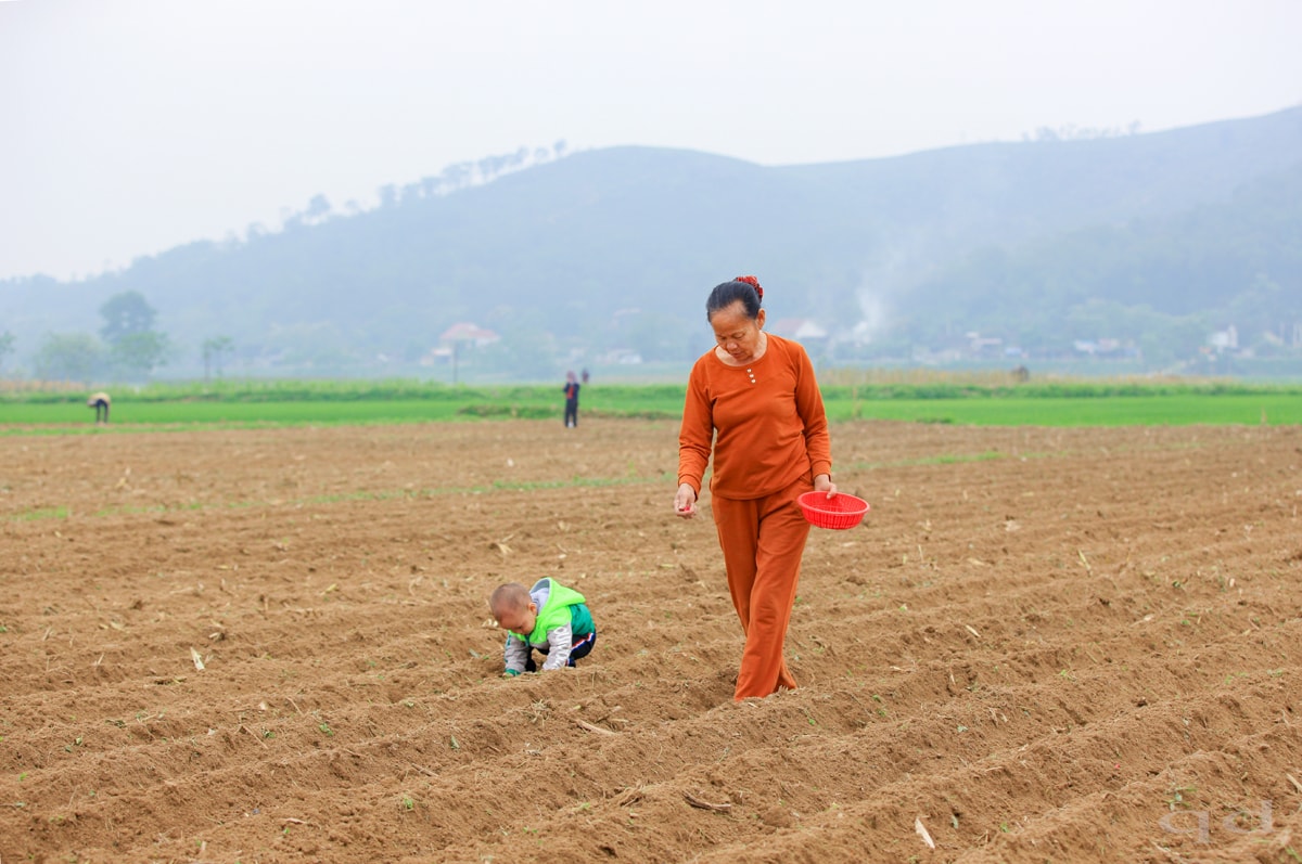 Khi bà đang làm việc thì cháu tha thẩn chơi giữa những luống cày. Ảnh: Quốc Đàn