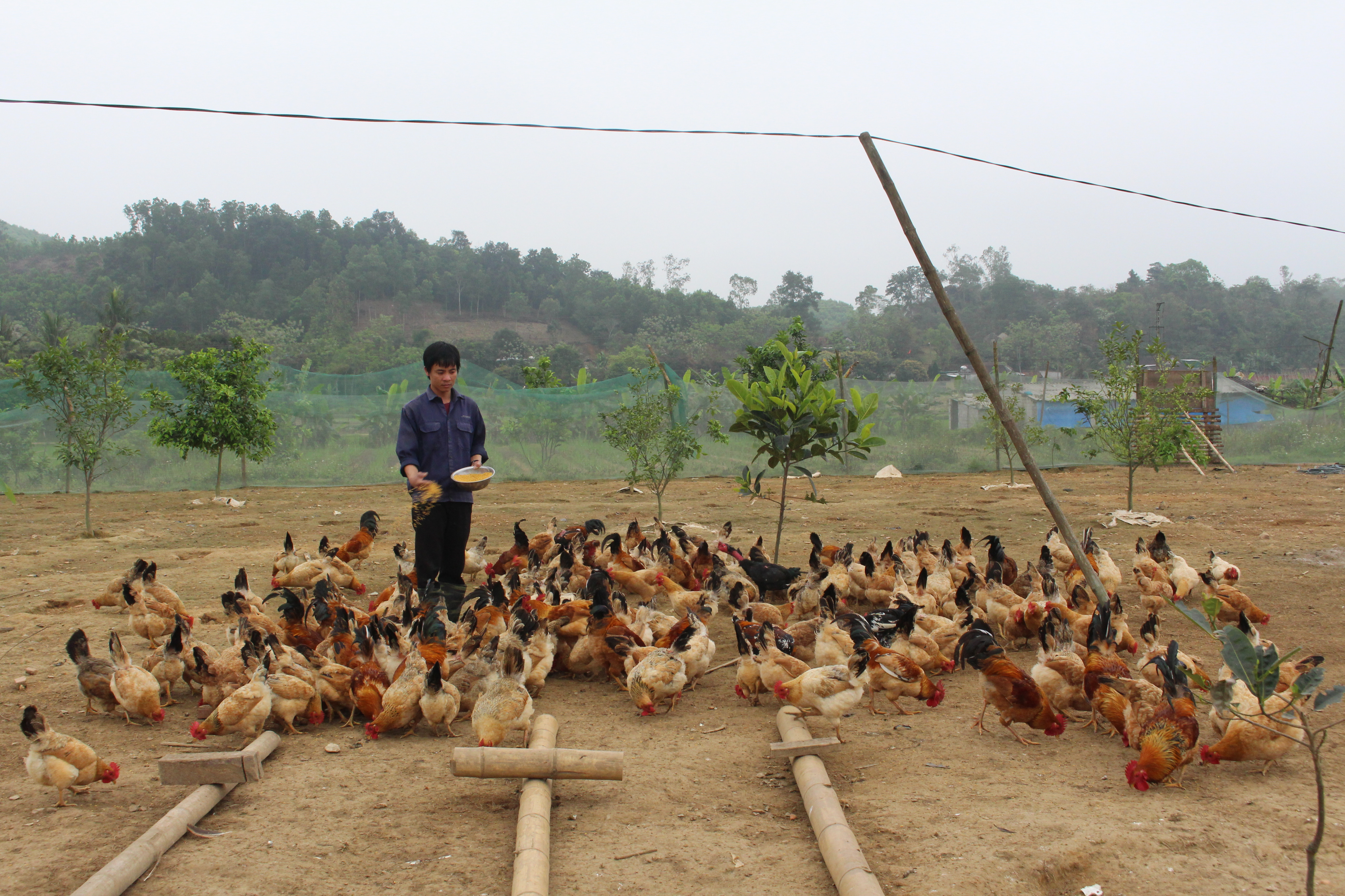 Với những ưu điểm nổi bật mang lại, mô hình nuôi gà trên đệm lót sinh học đang được các hộ chăn nuôi trên địa bàn Anh Sơn sử dụng rộng rãi. Ảnh: Thái Hiền 