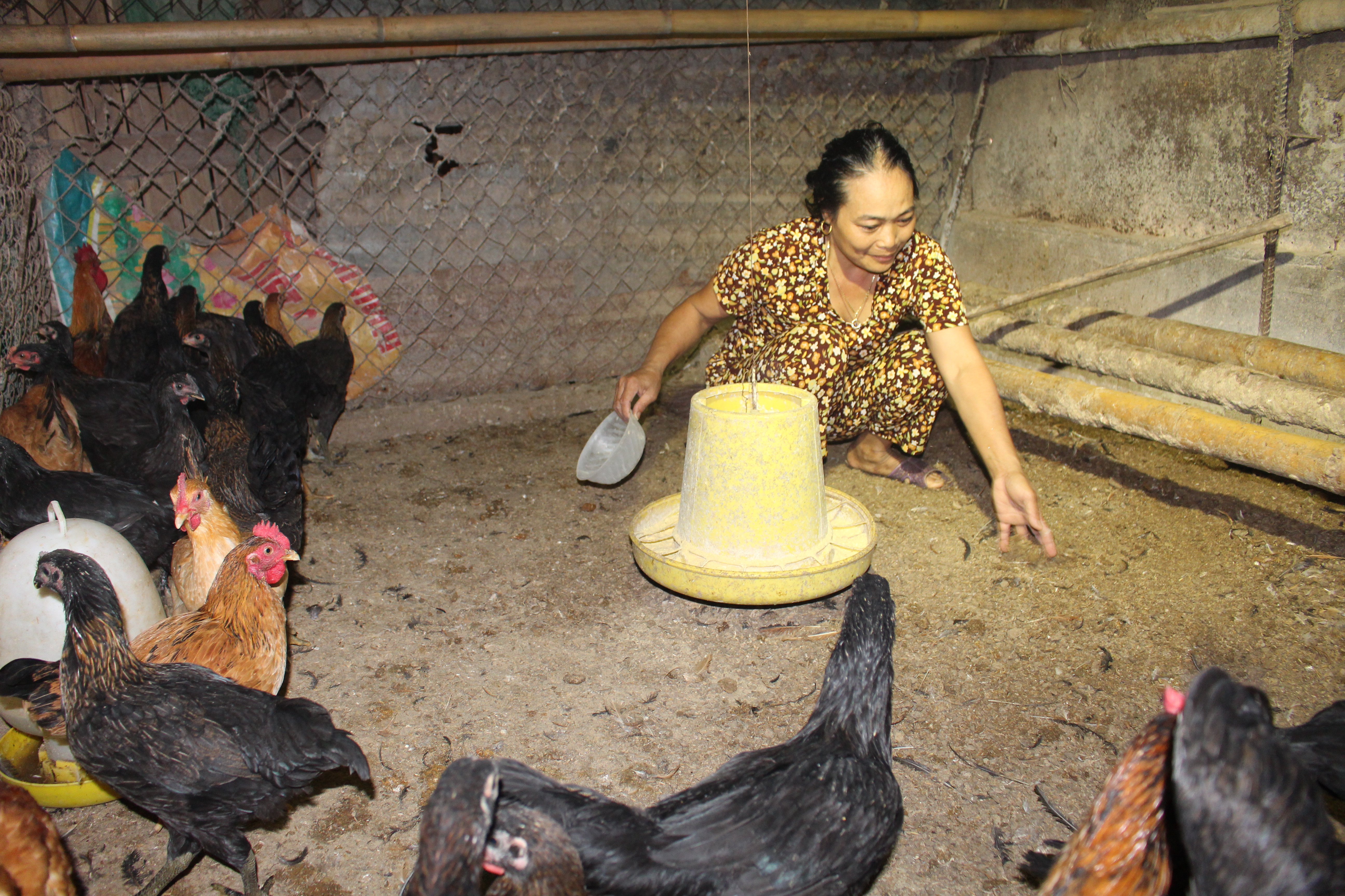 Từ năm 2017 gia đình bà Nguyễn Thị Xuân được Trung tâm Ứng dụng tiến bộ KH-CN tỉnh Nghệ An chọn nuôi thử nghiệm 300 con gà thịt sử dụng đệm lót sinh học. Ảnh: Thái Hiền 