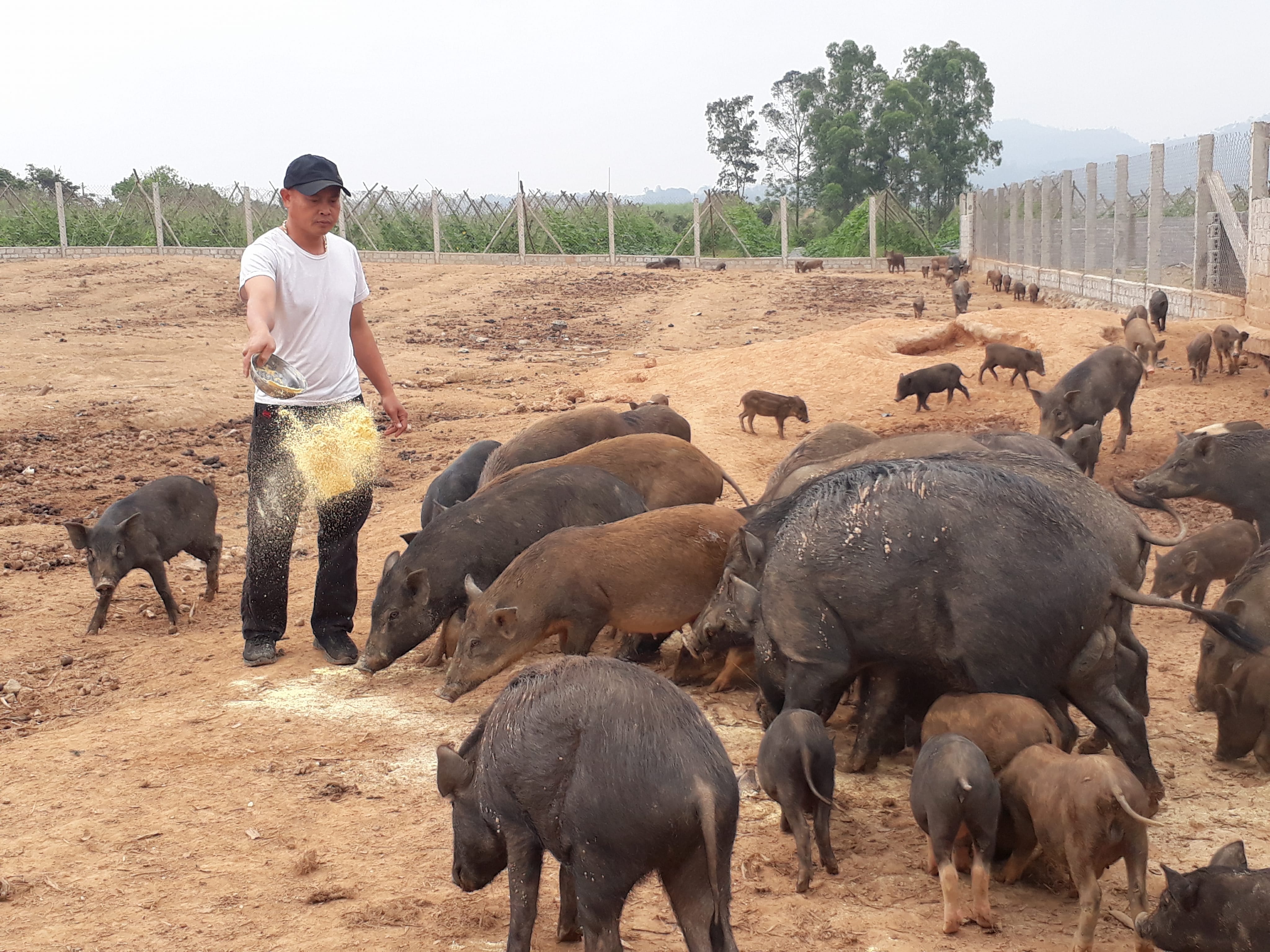Anh Đàn chăm sóc đàn lợn rừng lai. Ảnh: Minh Thái
