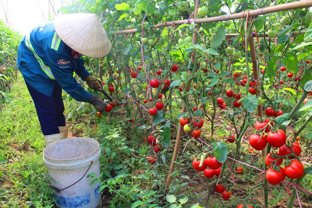 Chị Nguyễn Thị Lộc ở xã Quỳnh Minh (Quỳnh Lưu) thu hoạch cà chua đầu vụ. Ảnh: Việt Hùng
