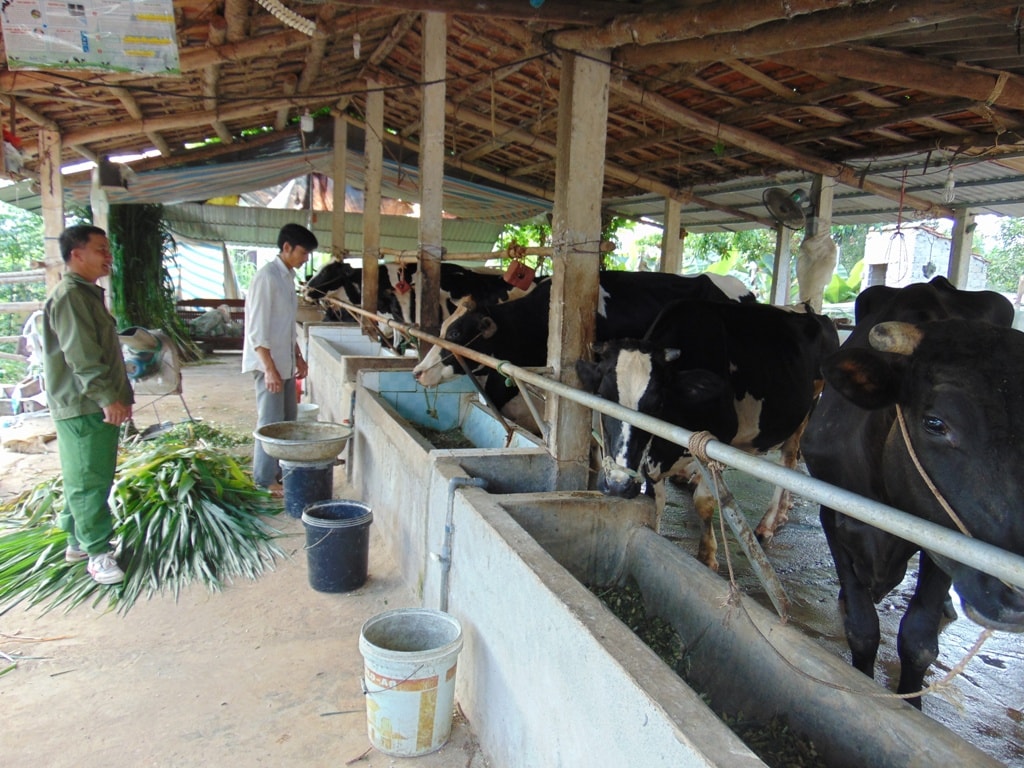Huyện Quỳnh Lưu hiện có 400 con bò sữa tập trung ở các xã Quỳnh Thắng, Quỳnh Châu, Quỳnh Tam. Ảnh: Chu Diện