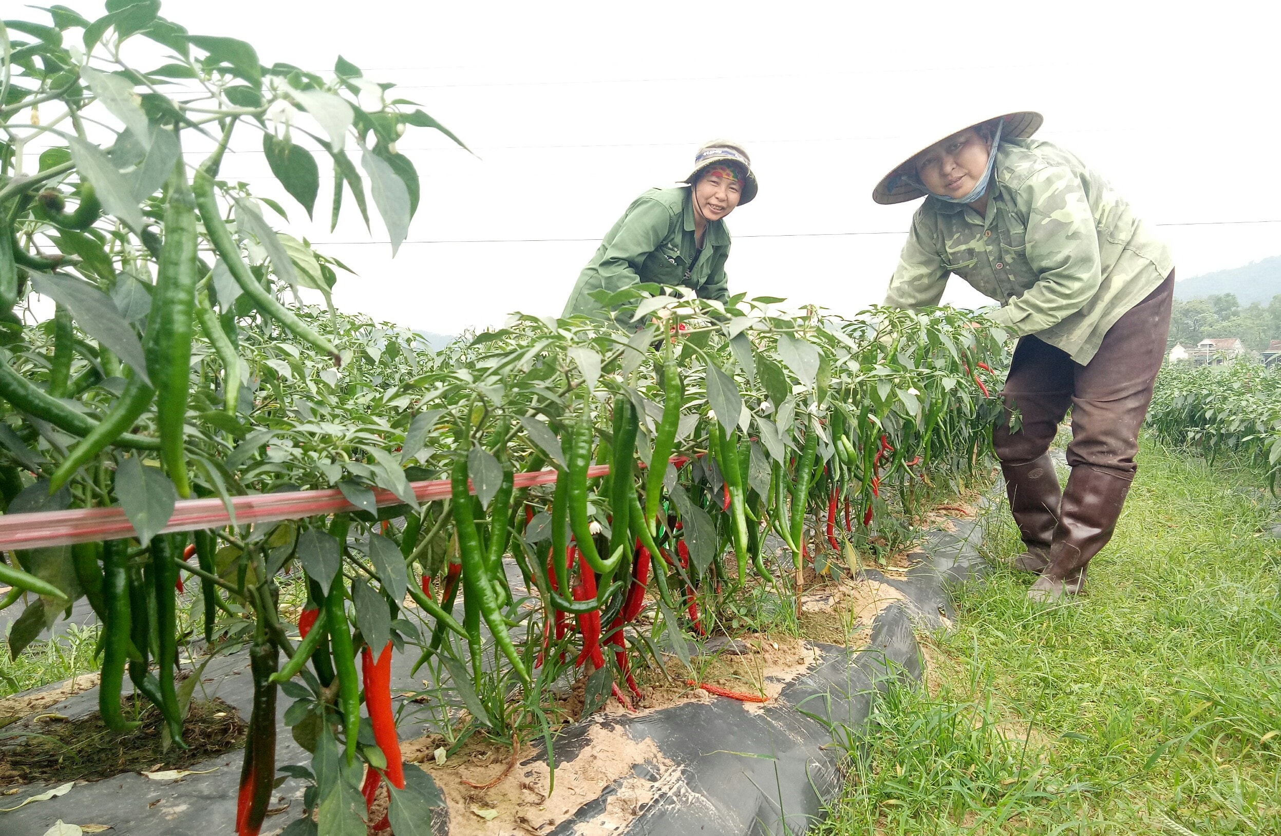 Gia đình bà Lê Thị Hường ở xóm 1, xã Nghĩa Thuận (thị xã Thái Hòa) đang tập trung thu hái ớt. Ảnh: Quang Huy.