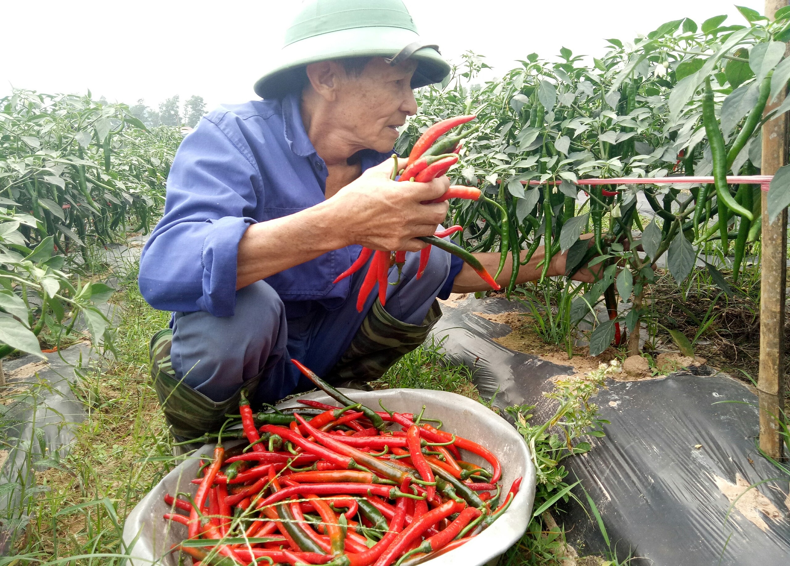 Năng suất ớt bình quân từ 1,5 - 2 tấn/sào; với giá thu mua tại ruộng là 7.000 đồng/kg,  trừ chi phí người trồng thu về từ 6 -7 triệu đồng/sào. Ảnh: Quang Huy.