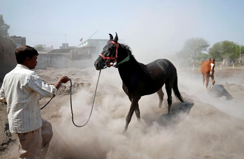 Một người đàn ông tập ngựa của mình trong một vùng đất trống ở ngoại ô Ahmedabad, Ấn Độ.