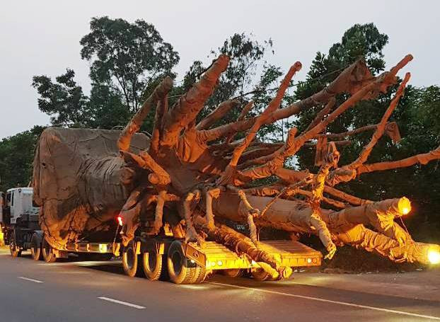 DN chở cây gỗ khủng trên quốc lộ 1A bị CSGT tỉnh Thừa Thiên - Huế xử phạt. Ảnh: Internet.