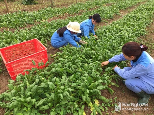 Nông dân Nam Đàn sản xuất rau bó xôi do tổ chức JICA hướng dẫn. Ảnh tư liệu