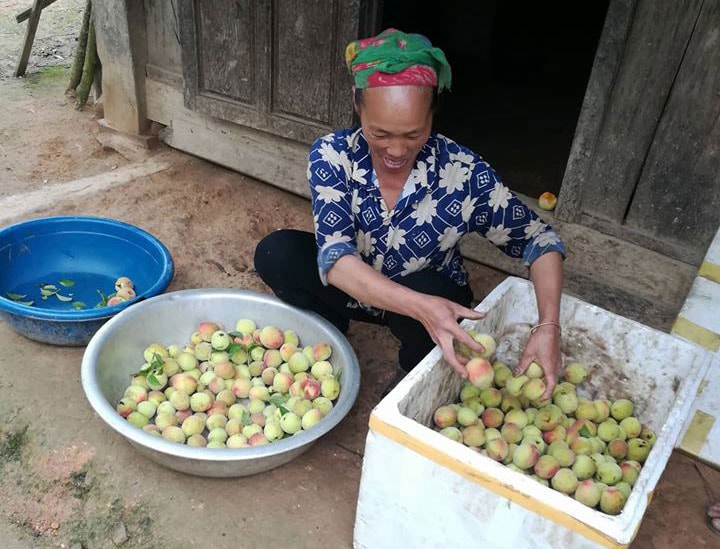 Những bà mẹ người Mông ra vườn hái từng quả đào chín mọng về bán kiếm thêm thu nhập cho gia đình. Ảnh: Đào Thọ