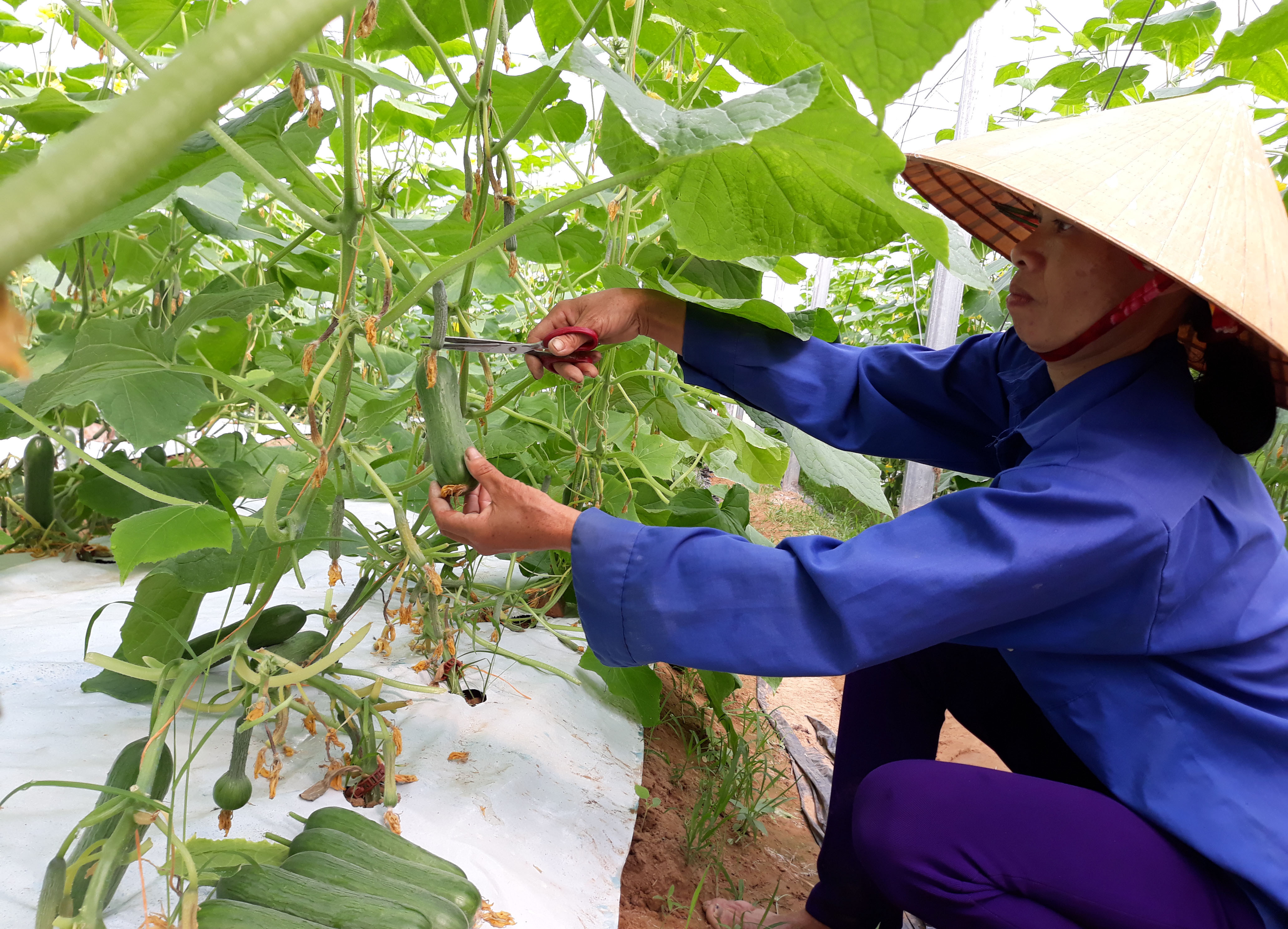 Mô hình trồng dưa chuột mang lại hiệu quả kinh tế cao ở xã Nam Phúc, ảnh Thúy Tình