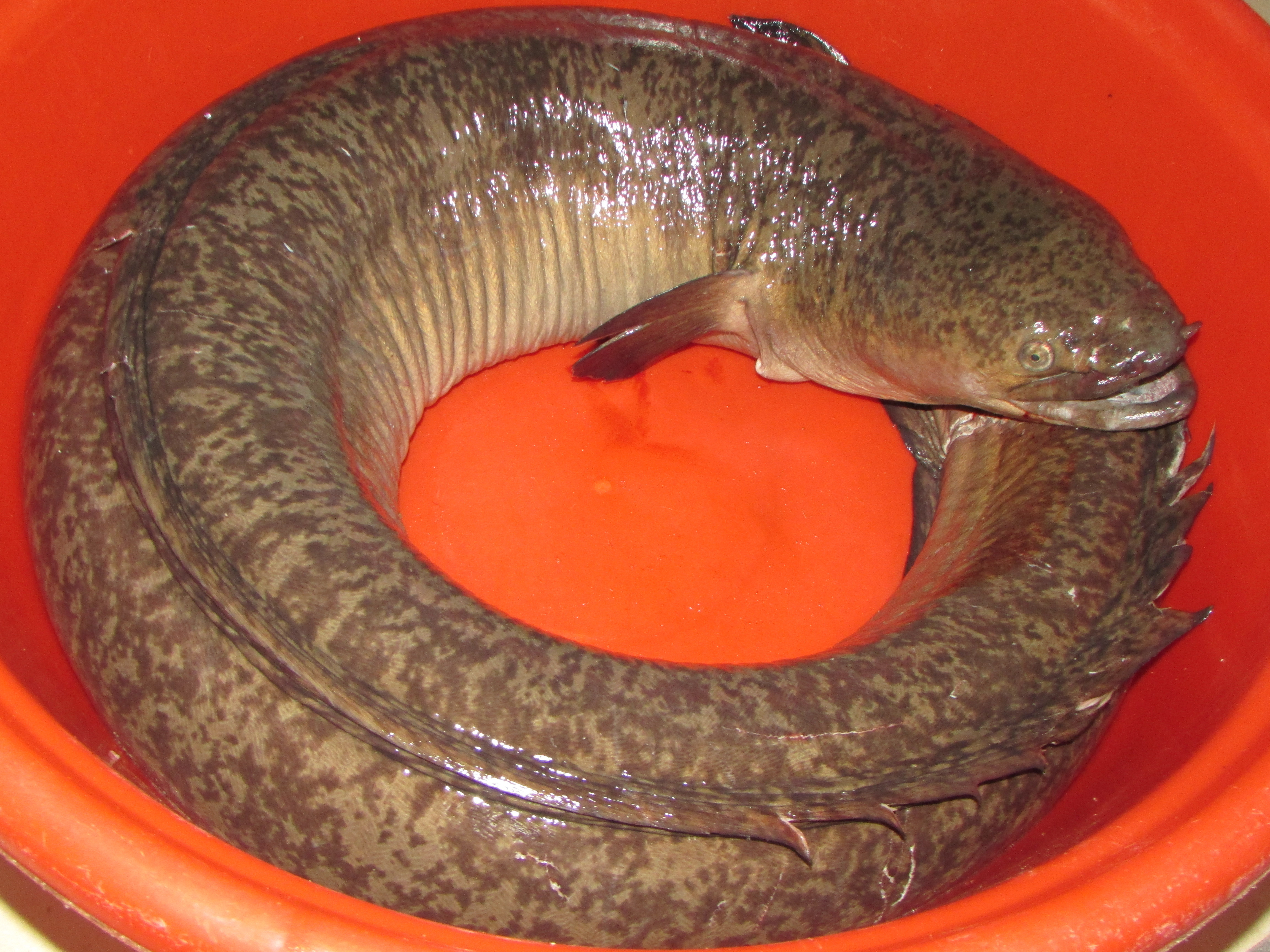 Cá lệch là một trong những loài cá đặc sản ở miền Tây xứ Nghệ; hiện có giá từ 800.000 - 1.000.000 đồng/kg, tùy theo trọng lượng cá. Ảnh Bá Hậu