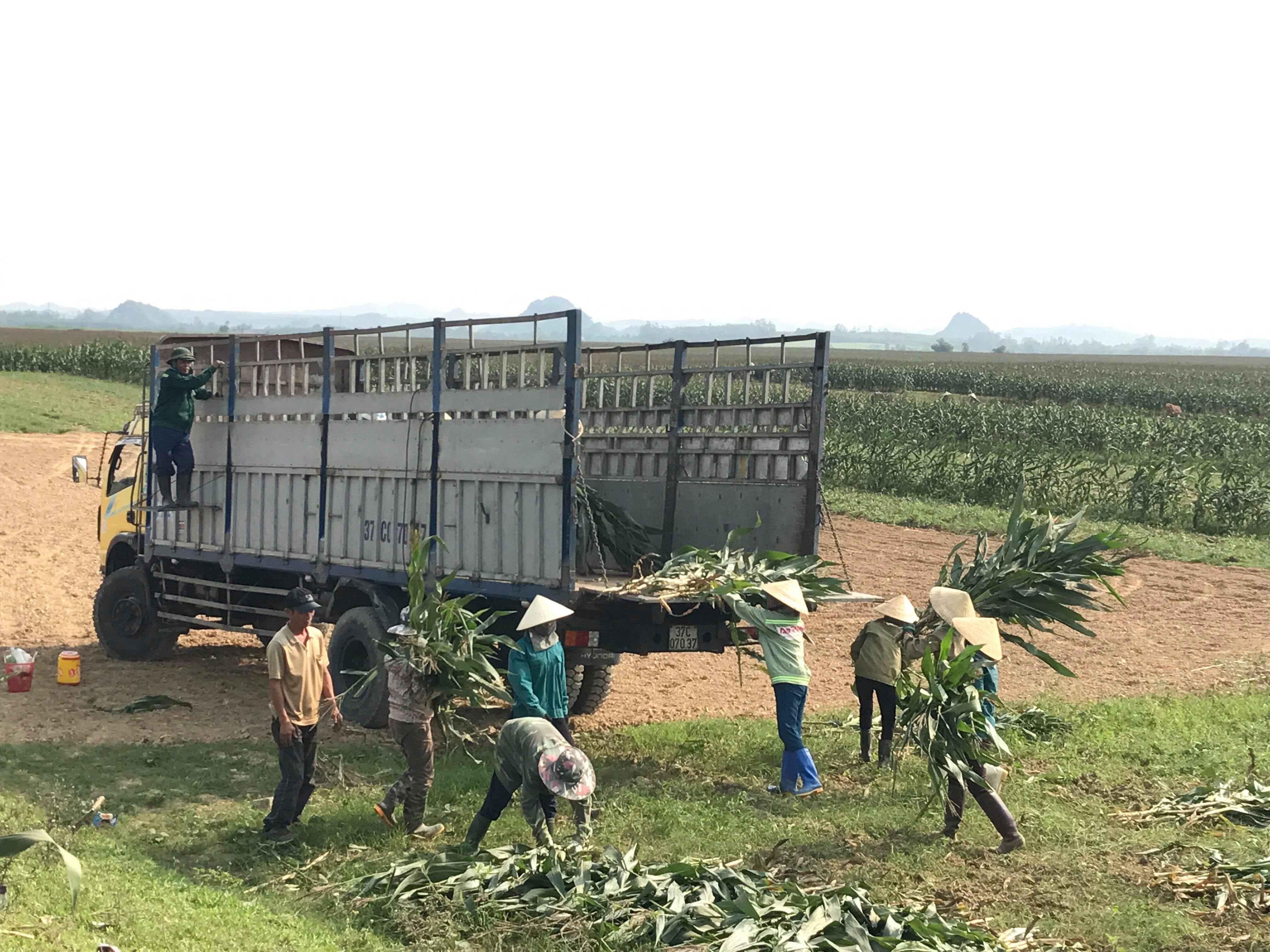 Ngô thu hoạch đến đâu được xe thu mua đến đó. Ảnh: Minh Thái