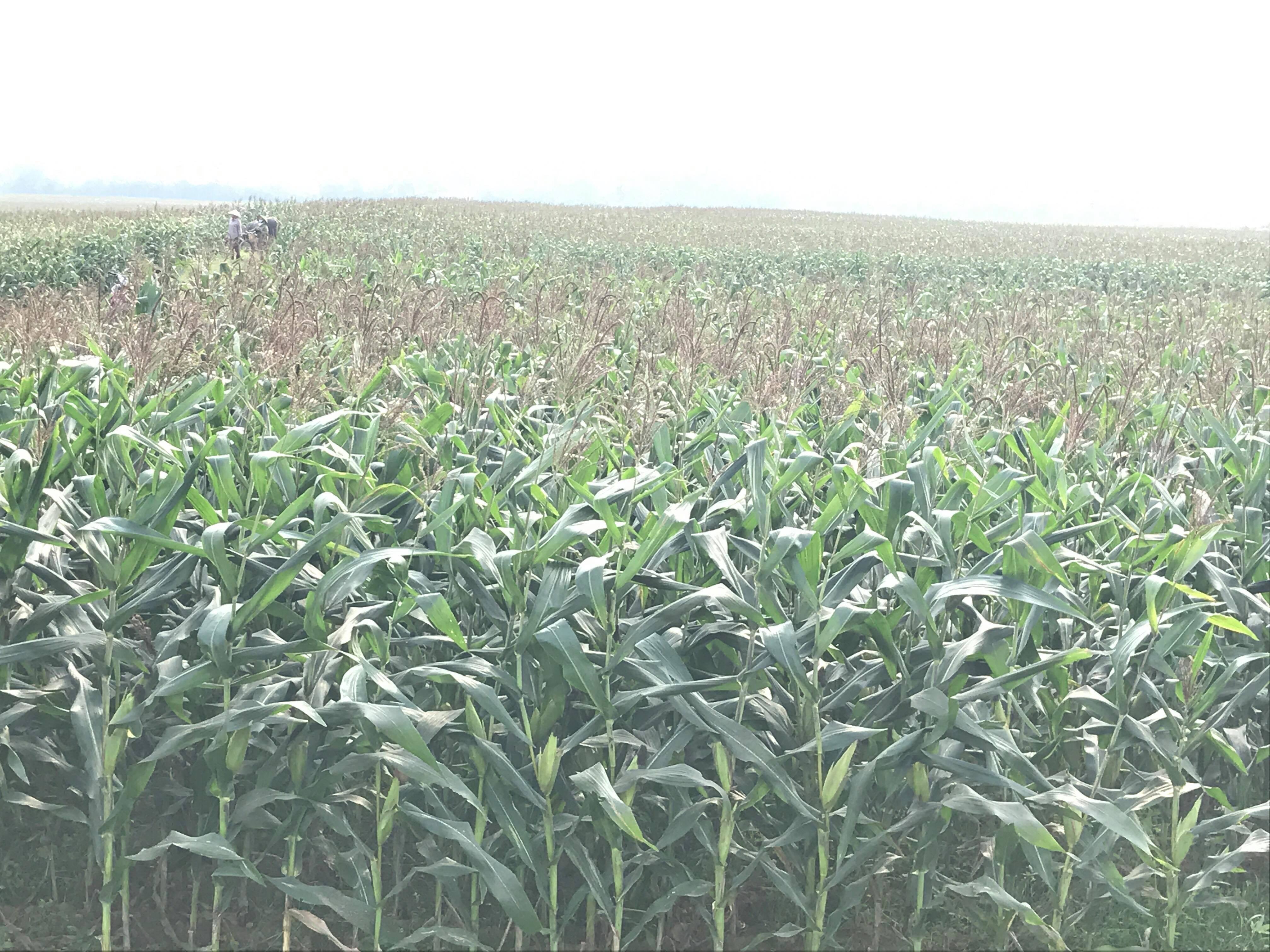 Vụ đông xuân năm này huyện Nghĩa Đàn trồng 1.500ha ngô. Ảnh: Minh Thái
