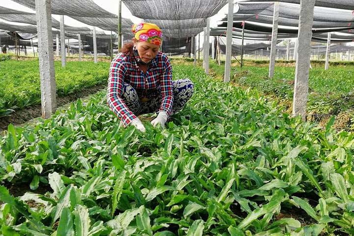 Chị Phan Thị Lâm (xã Diễn Thái, huyện Diễn Châu) thu hoạch rau mùi tàu. Ảnh: Mai Giang