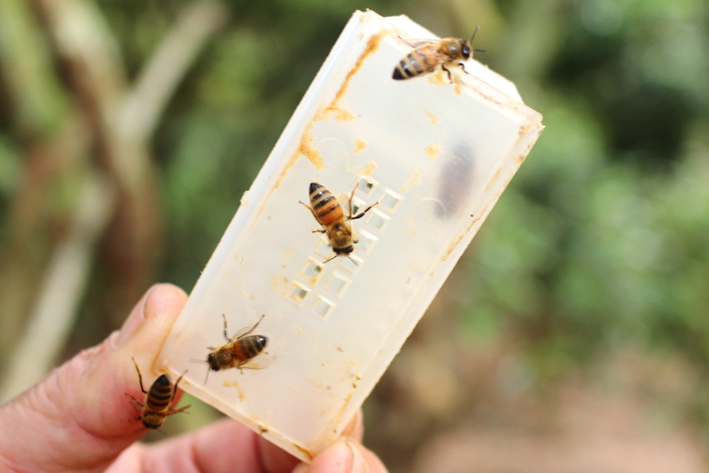 Ong chúa được nuôi trong khay nhựa có lỗ khí, những con ong thợ sẽ tiết sữa để nuôi chúa; bình quân ong chúa có tuổi thọ 6 năm. Ảnh Việt Hùng.