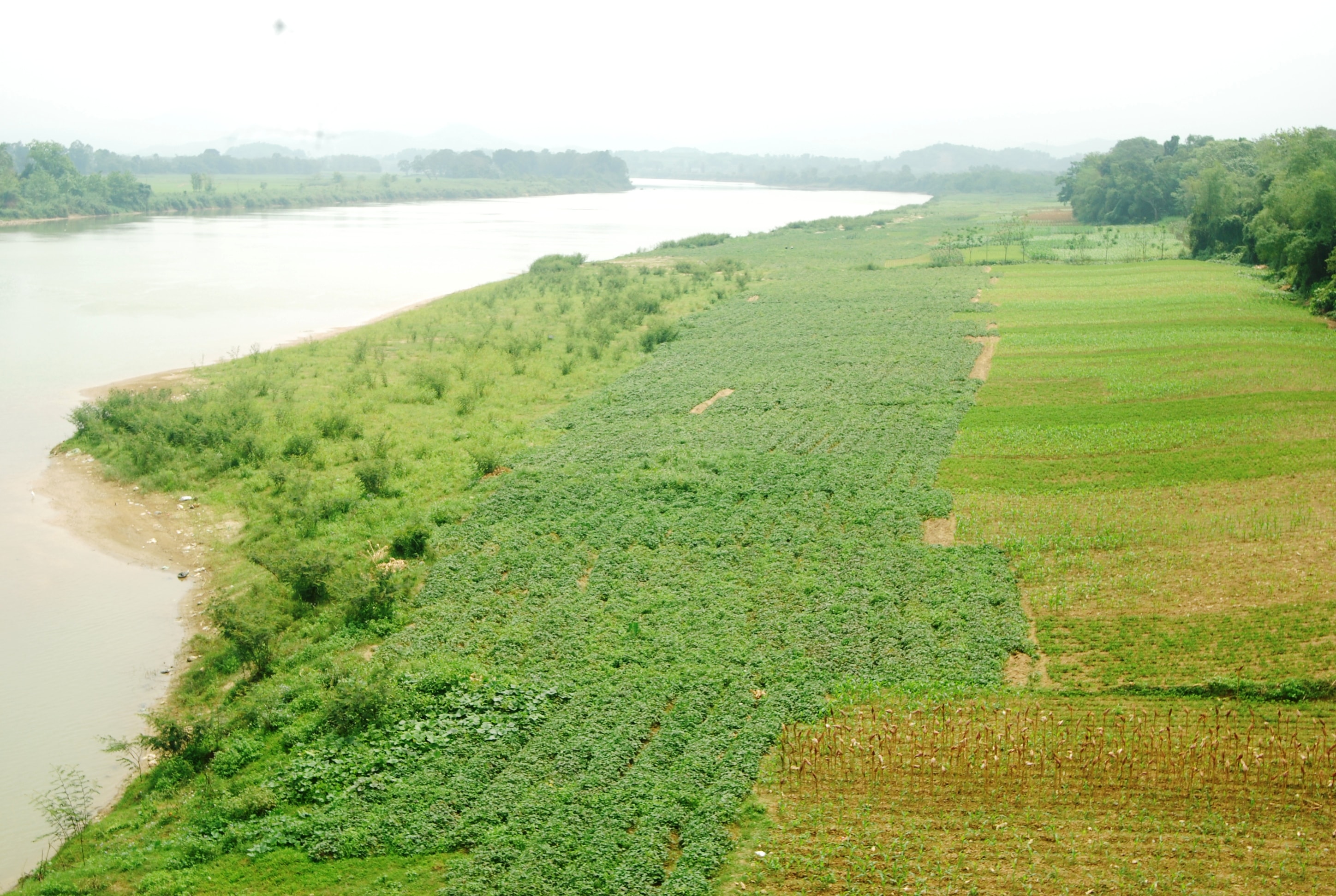 Bãi khoai “hờ” nằm sát mép sông dưới chân Cầu Dùng của người dân xã Thanh Lĩnh (Thanh Chương). Ảnh: Đình Hà