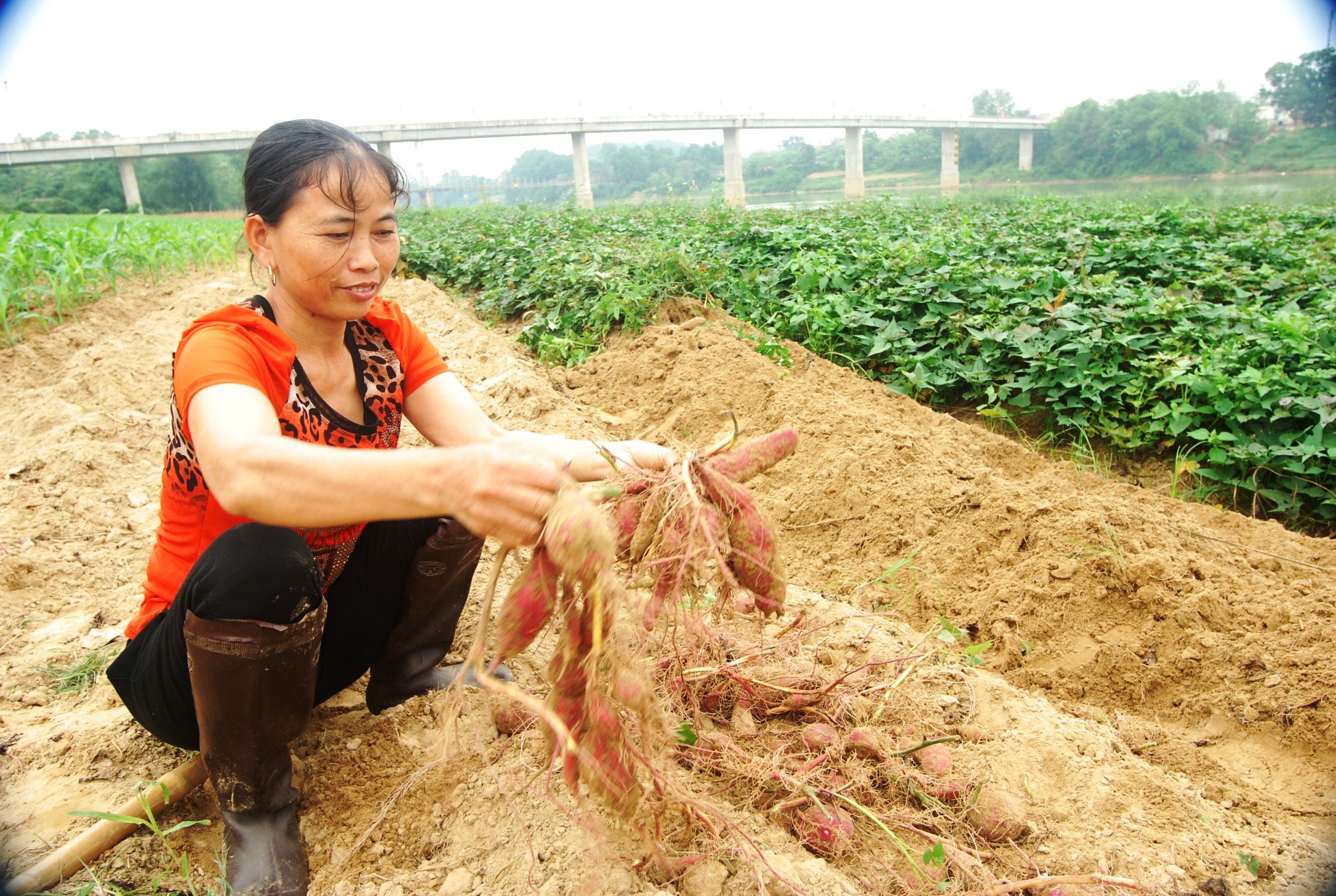 Người dân Thanh Lĩnh, Thanh Chương thu hoạch khoai lang trồng trên đất bãi. Ảnh: Đình Hà