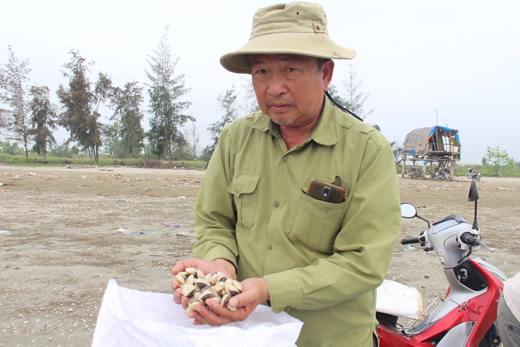 Năm 2017, gia đình ông Đồng Như Nguyên ở xã Sơn Hải (Quỳnh Lưu) thu hoạch hơn 60 tấn ngao thương phẩm, thu lãi trên 300 triệu đồng. Ảnh Việt Hùng.