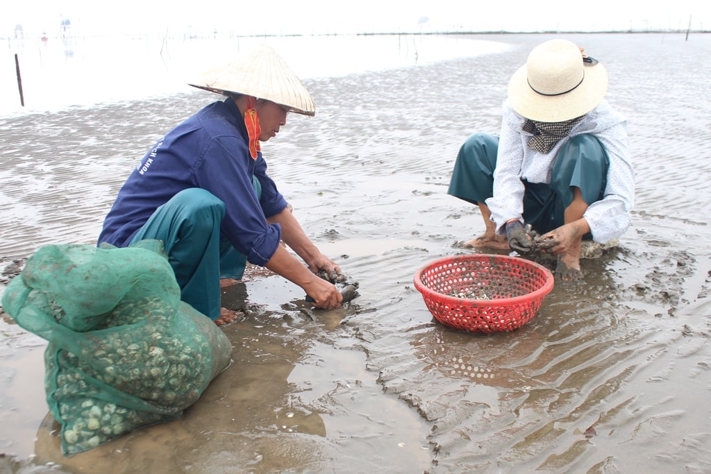 Ngao thường được bà con thu hoạch quanh năm; chính vụ là khoảng từ tháng Giêng đến tháng 5 ÂL và từ tháng 10 đến tháng 4 năm sau. Ảnh Việt Hùng.