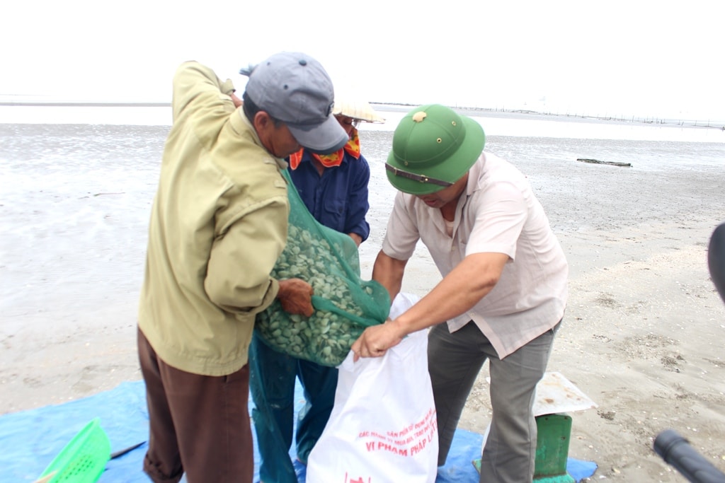 Thương lái từ khắp nơi về các bãi triều huyện Quỳnh Lưu để thu mua ngao biển. Ảnh: Việt Hùng