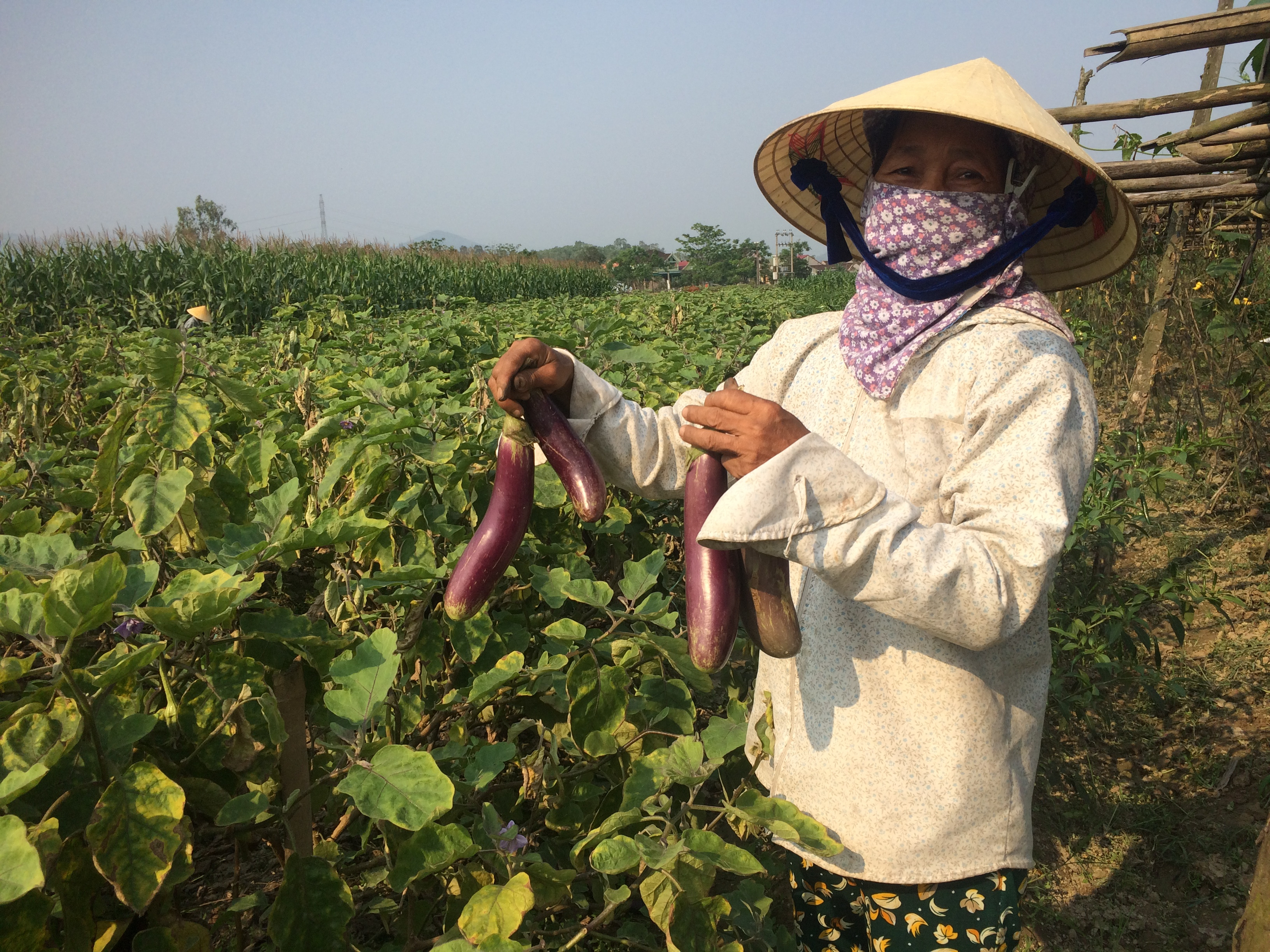 Cà dừa tím được xem là cây trồng chủ lực của nông dân Xuân Hòa, Nam Đàn. Ảnh: Nguyễn Quyền