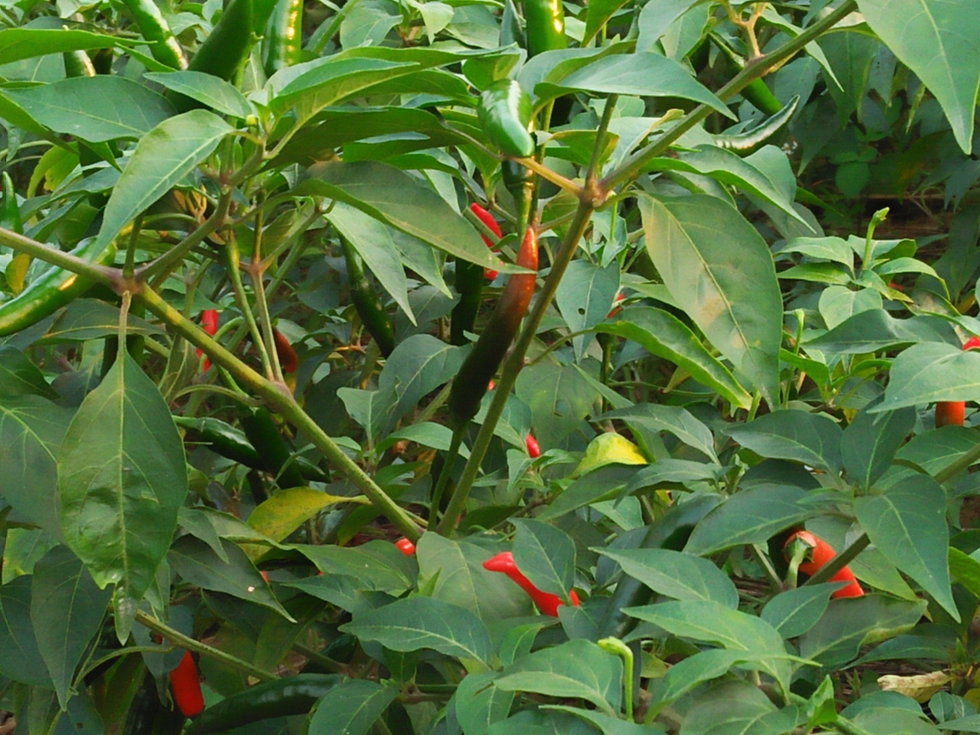 Ớt hiện đang bước sang giai đoạn chín rộ