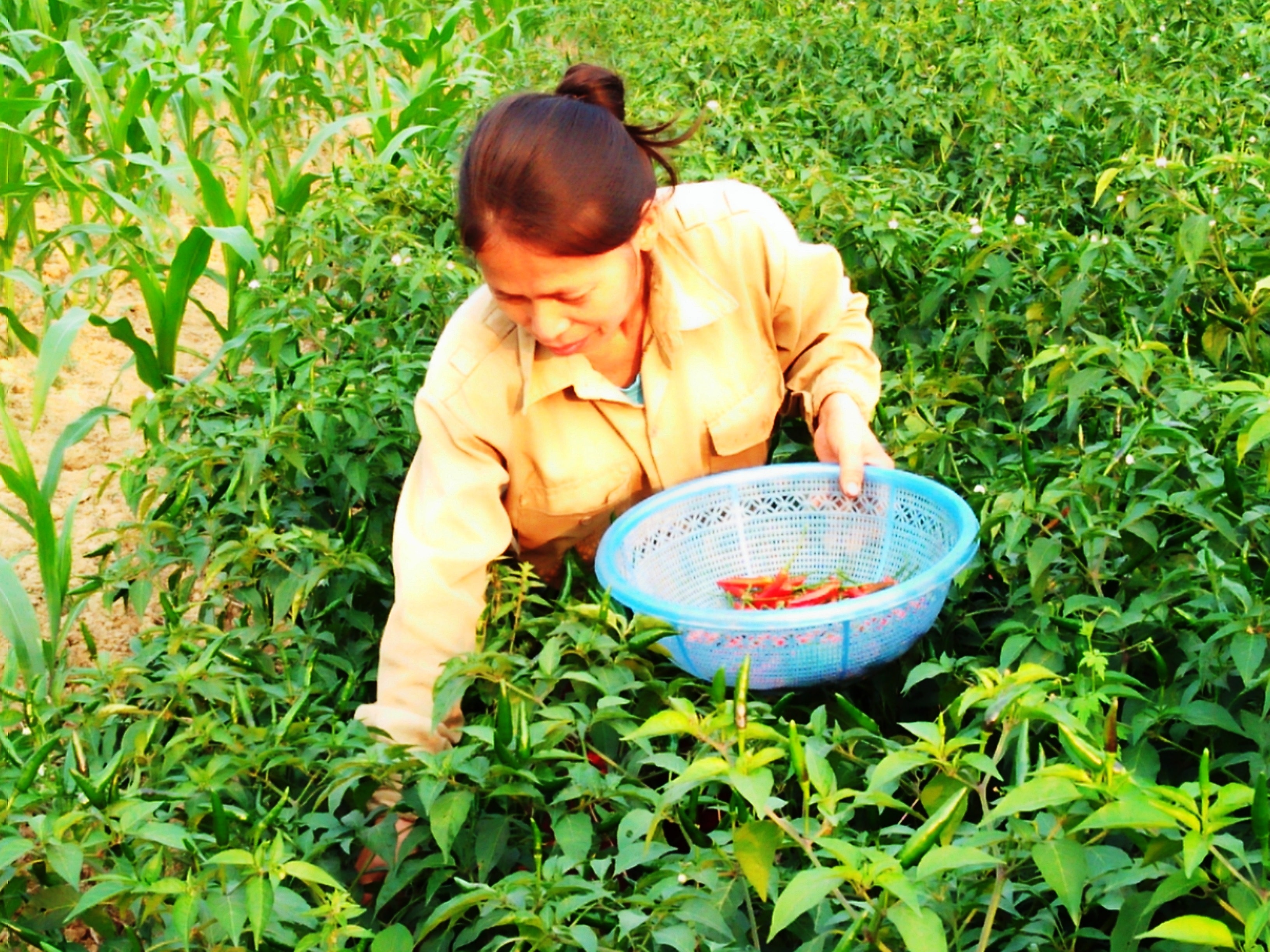 Người dân xã Thanh Văn (Thanh Chương) thu hoạch ớt chỉ thiên. Ảnh: Hữu Thịnh