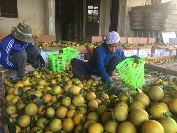 Thu hoạch cam ở trang trại cam Thiên Sơn, xã Đồng Thành (Yên Thành). Ảnh tư liệu