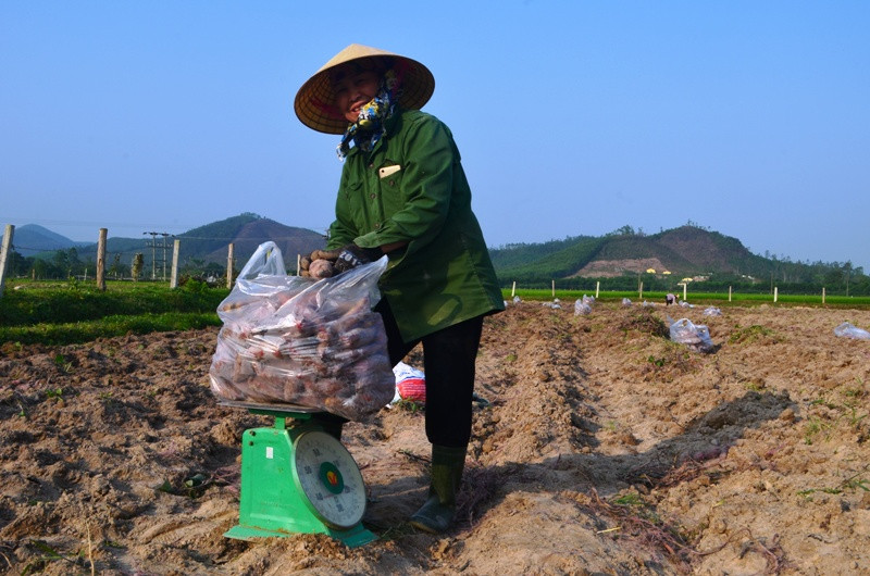 Sau khi thu hoạch, khoai được thu mua ngay tại ruộng. Ảnh: Hồ Phương