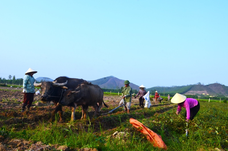 Đông đảo người dân thu hoạch khoai tại xã Tiến Thành. Ảnh: Xuân Thủy