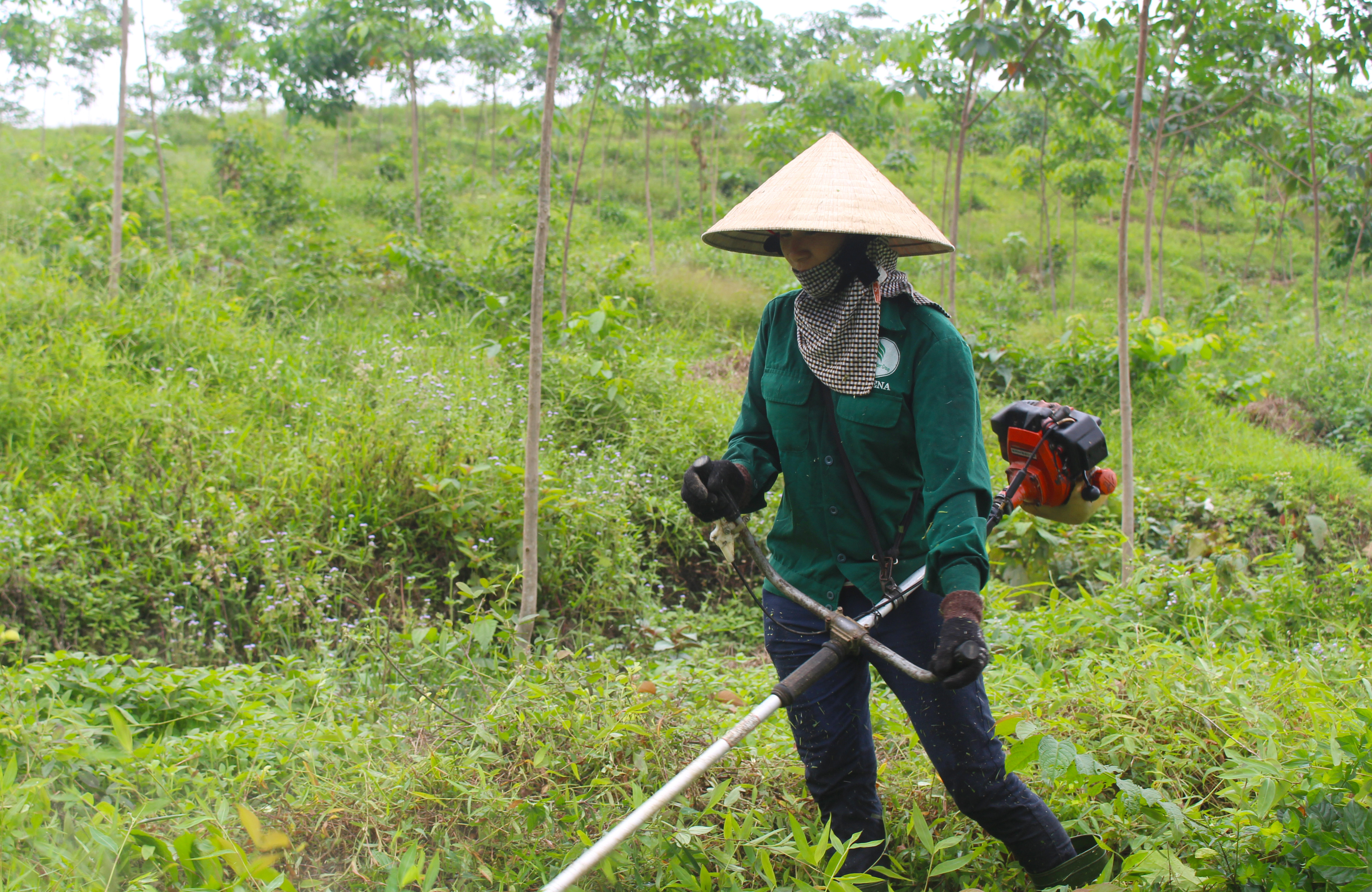 Chăm sóc rừng trồng cao su tại Thanh Đức, Thanh Chương. Ảnh: Phú Hương